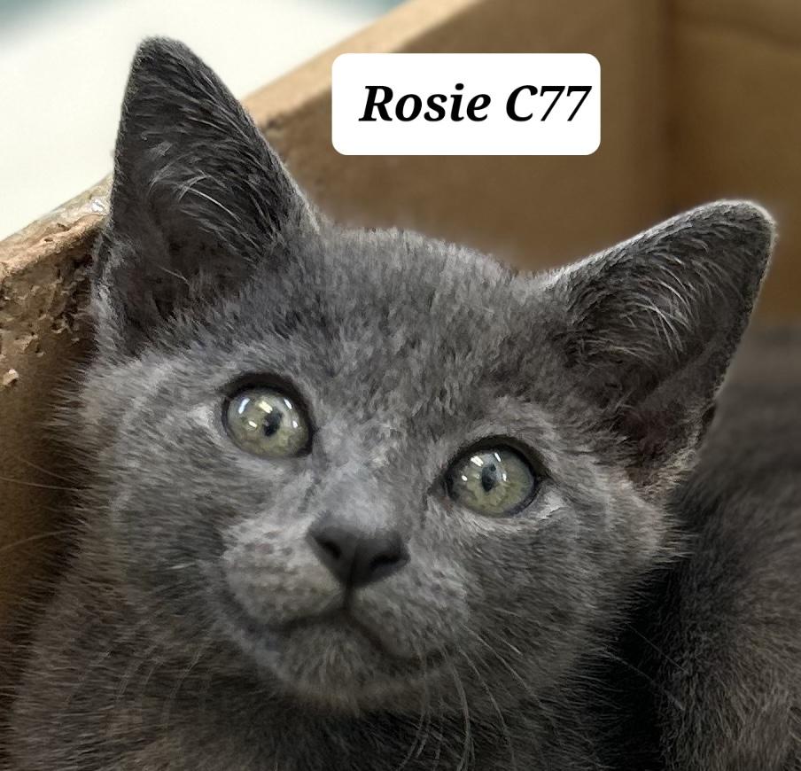 Rosie, ADOPTABLE, Kitten Female Domestic Short Hair.