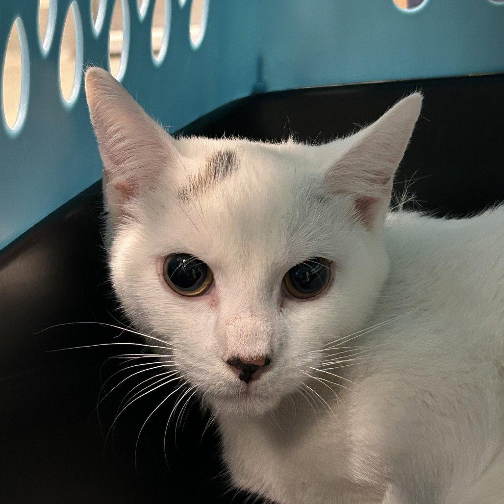 Amethyst, Adopted, Young Female Domestic Short Hair.