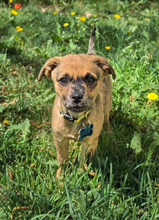 Fern, a ADOPTABLE mixed breed in Minneapolis, MN image 4/6