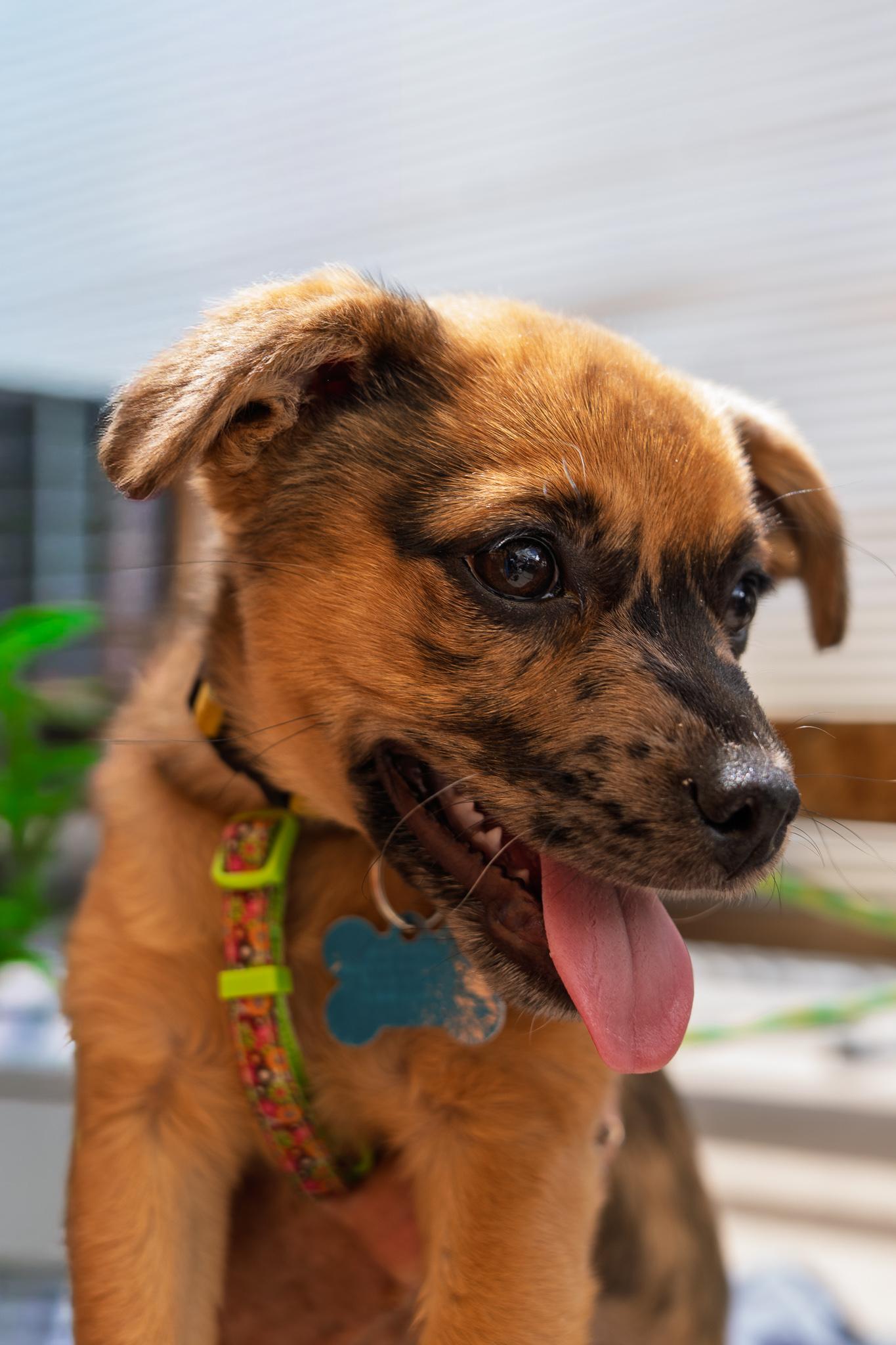 Enlarge Fern, a ADOPTABLE mixed breed in Minneapolis, MN image 6/6