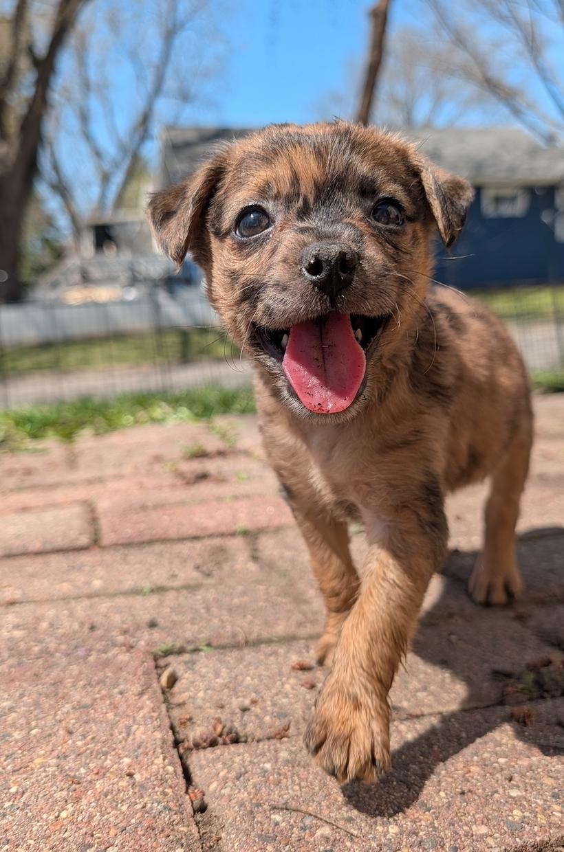 Fern, ADOPTABLE, Puppy Female Australian Shepherd & Chihuahua.