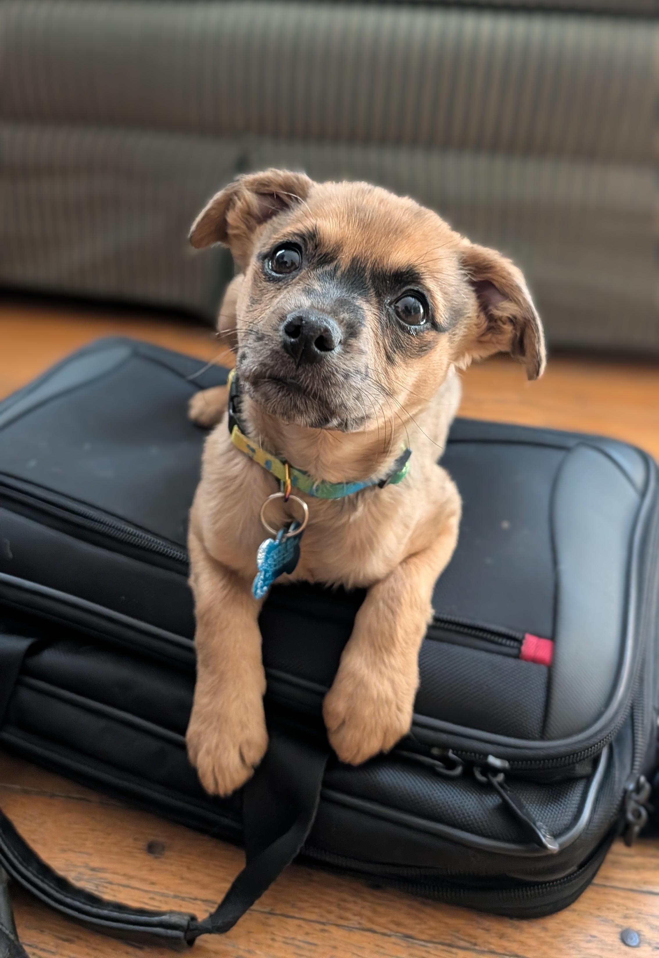 Fern, a ADOPTABLE mixed breed in Minneapolis, MN image 3/6