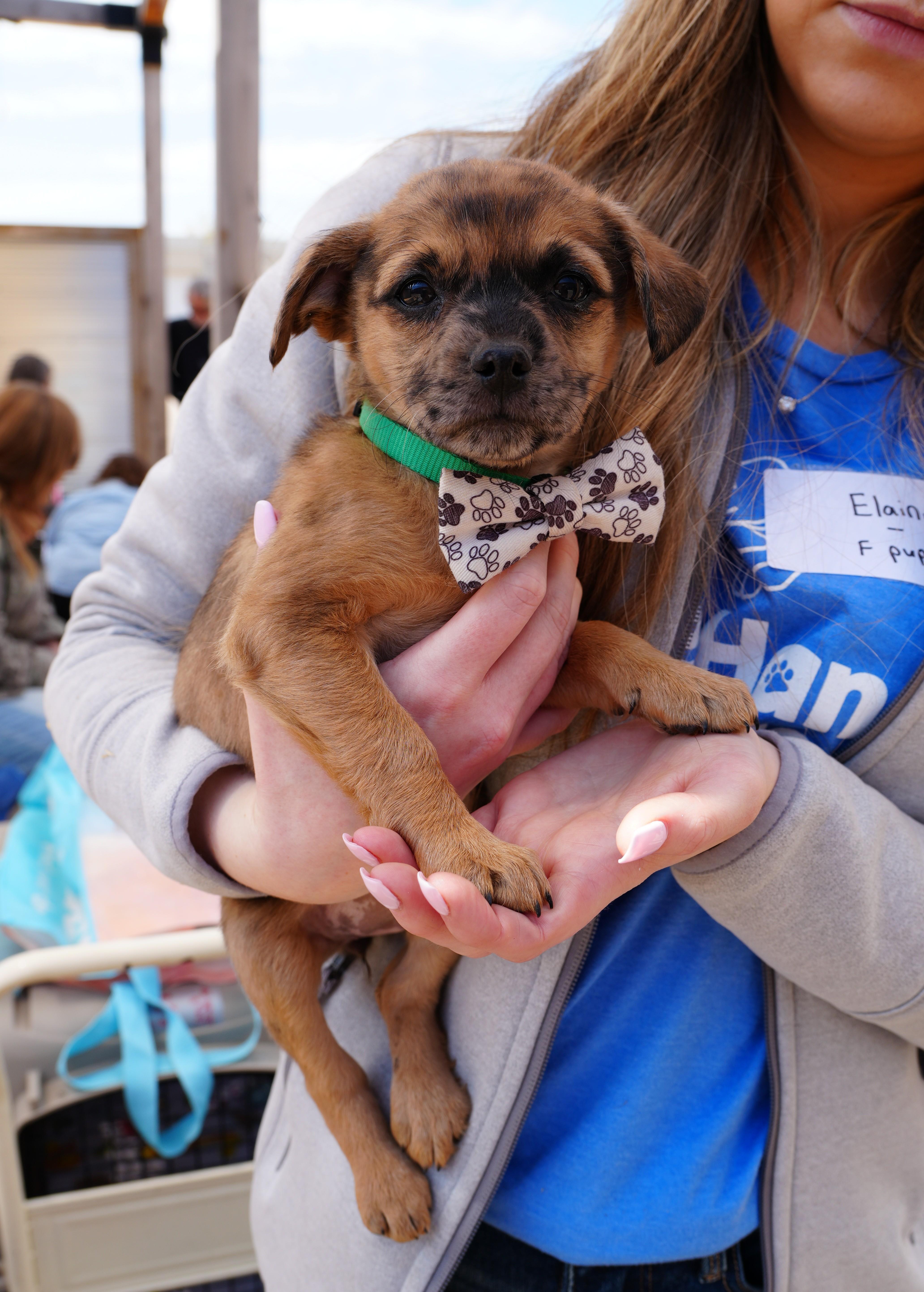 Fern, a ADOPTABLE mixed breed in Minneapolis, MN image 6/6