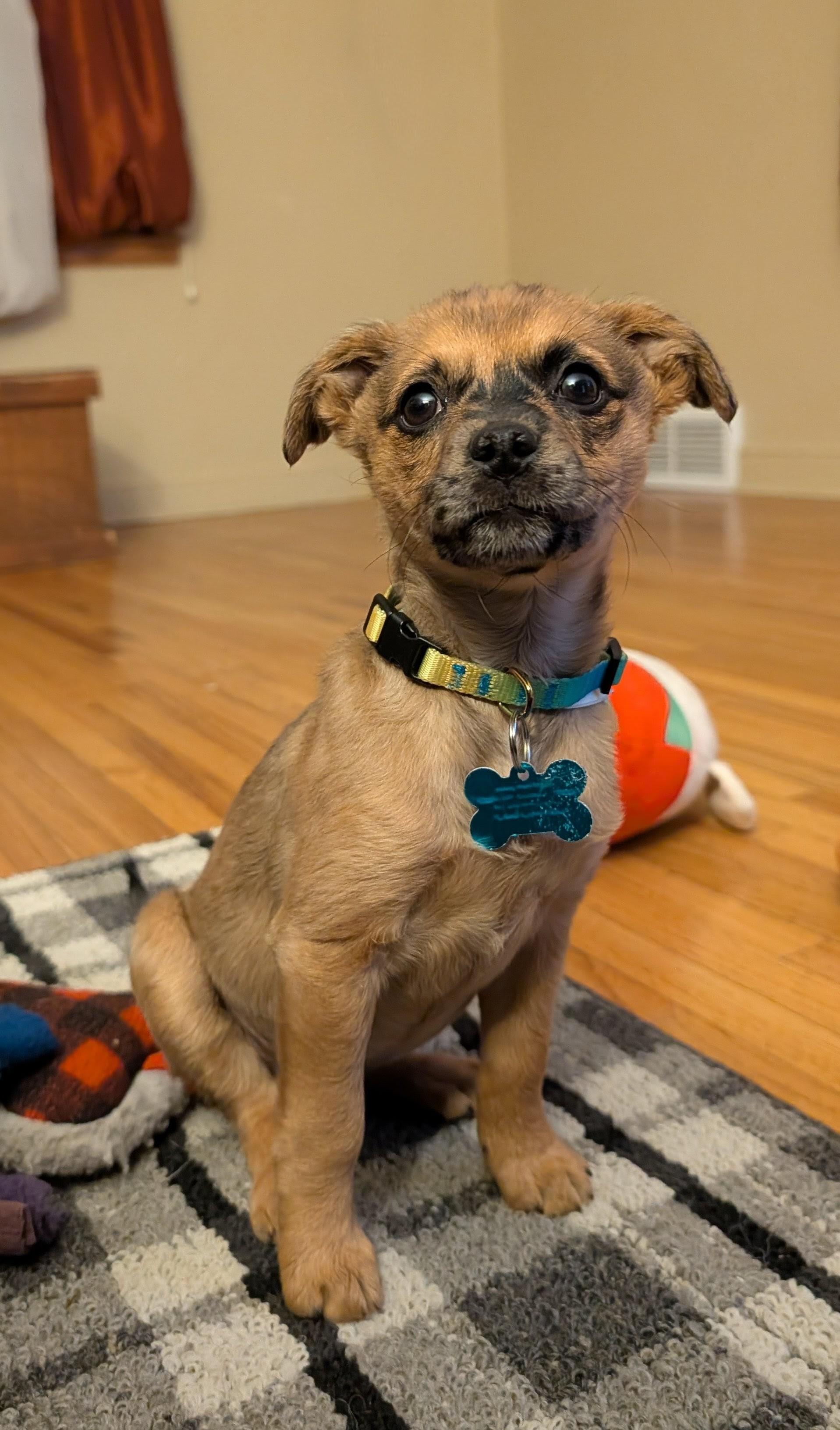 Fern, a ADOPTABLE mixed breed in Minneapolis, MN image 5/6