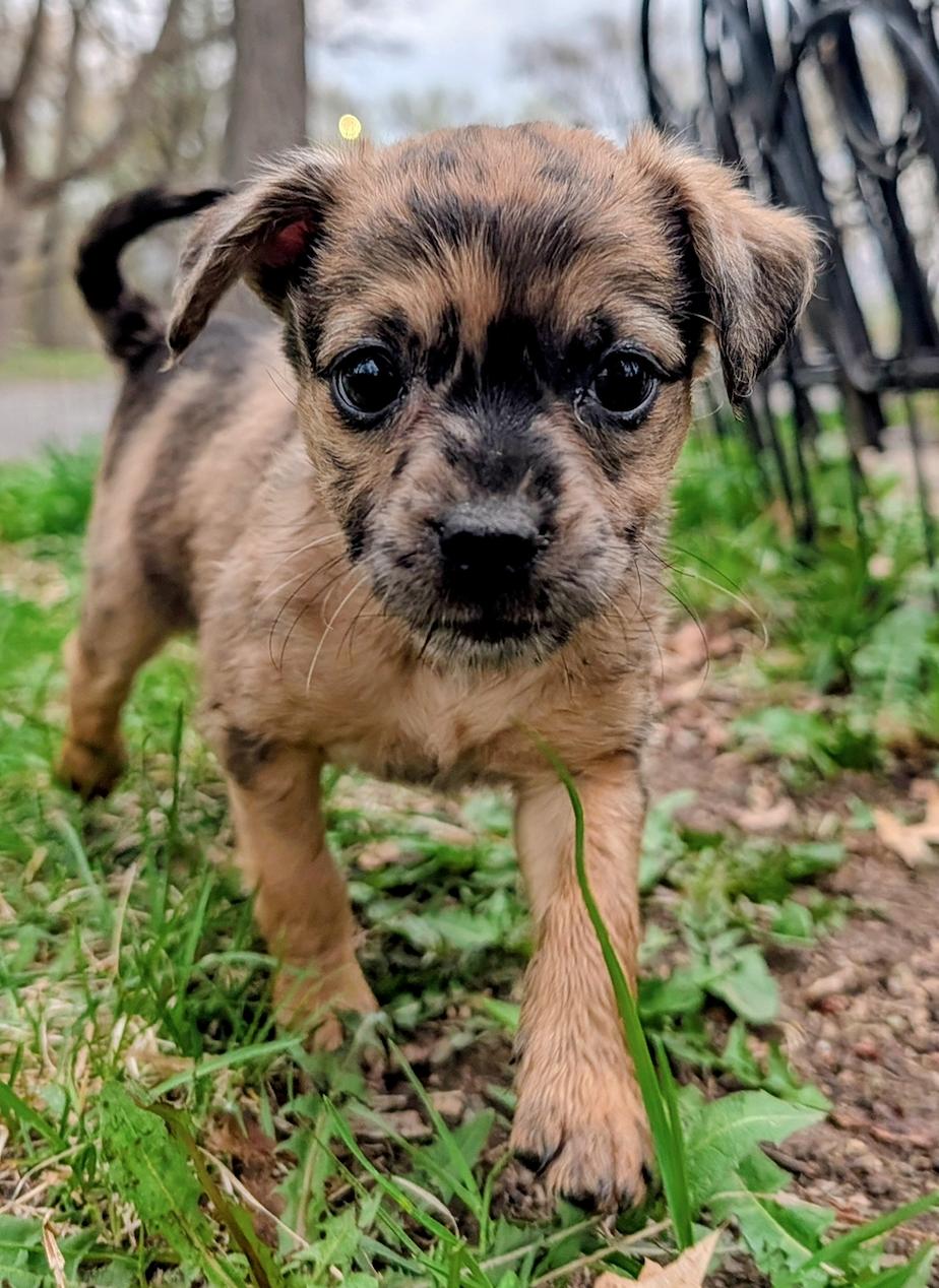 Fern, ADOPTABLE, Puppy Female Australian Shepherd & Chihuahua.