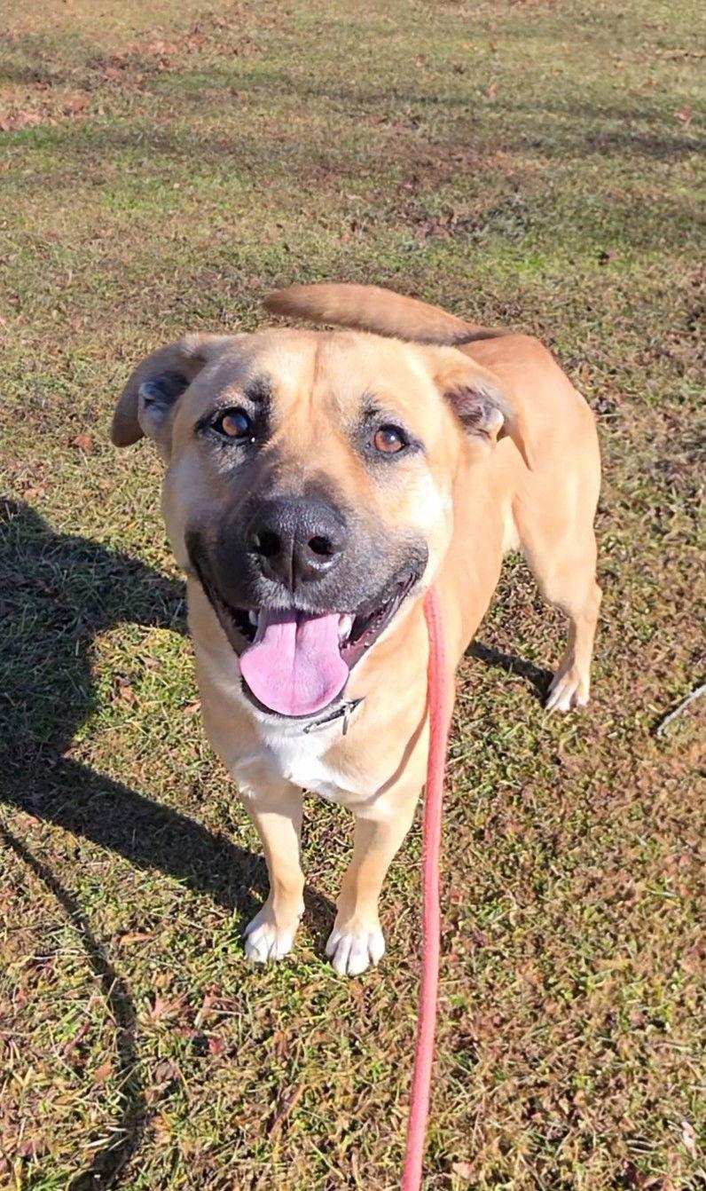 Doug Athens, a Adoptable Black Mouth Cur in Rockaway, NJ image 1/3