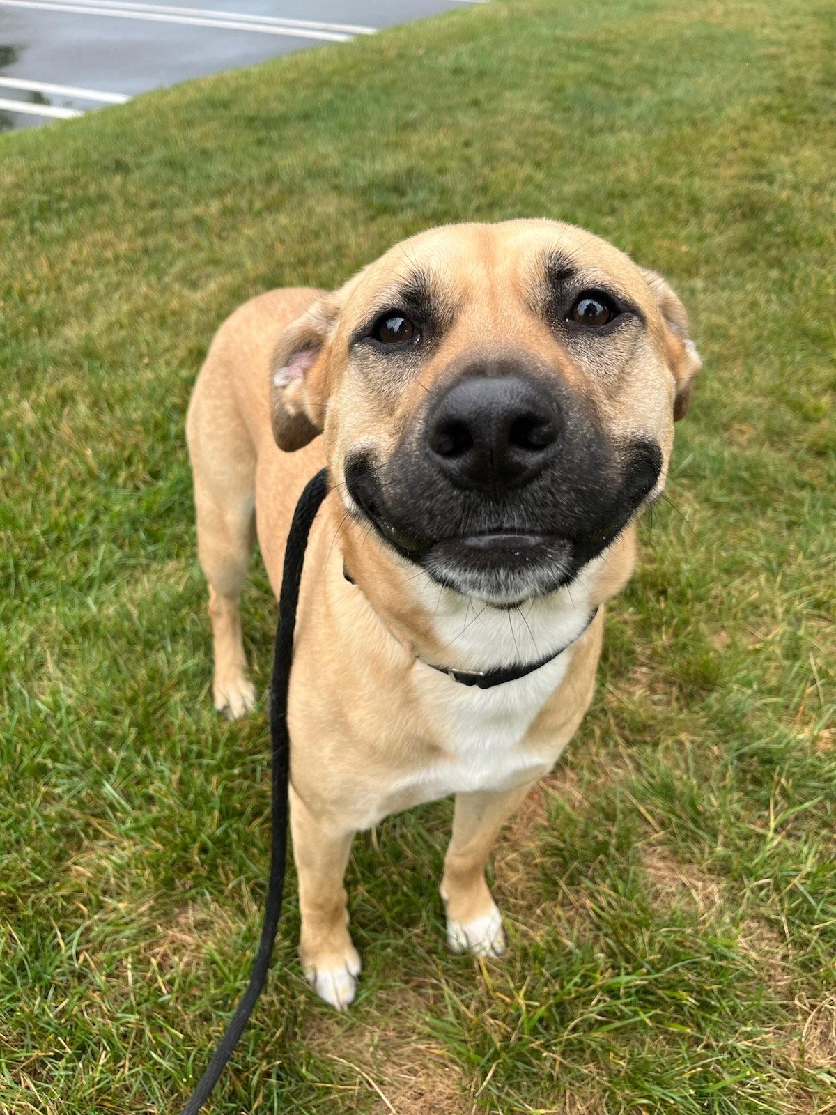 Doug Athens, a Adoptable Black Mouth Cur in Rockaway, NJ image 2/3