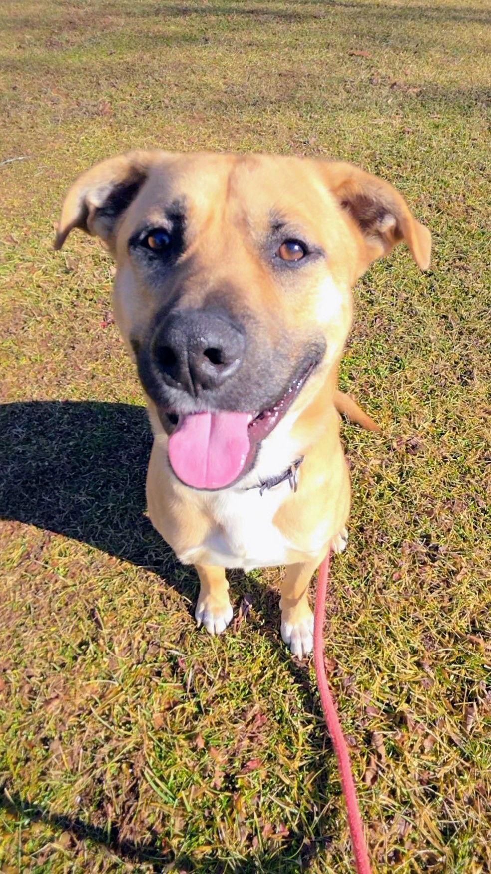 Doug Athens, a Adoptable Black Mouth Cur in Rockaway, NJ image 3/3