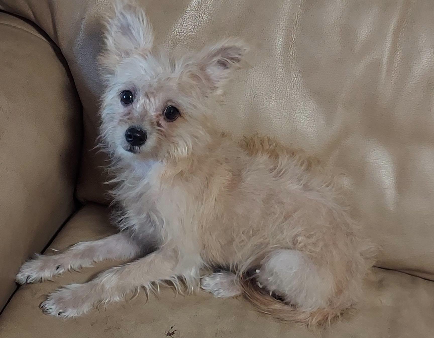 Enlarge Tulip Marie, a ADOPTABLE mixed breed in Oakland, CA image 2/6