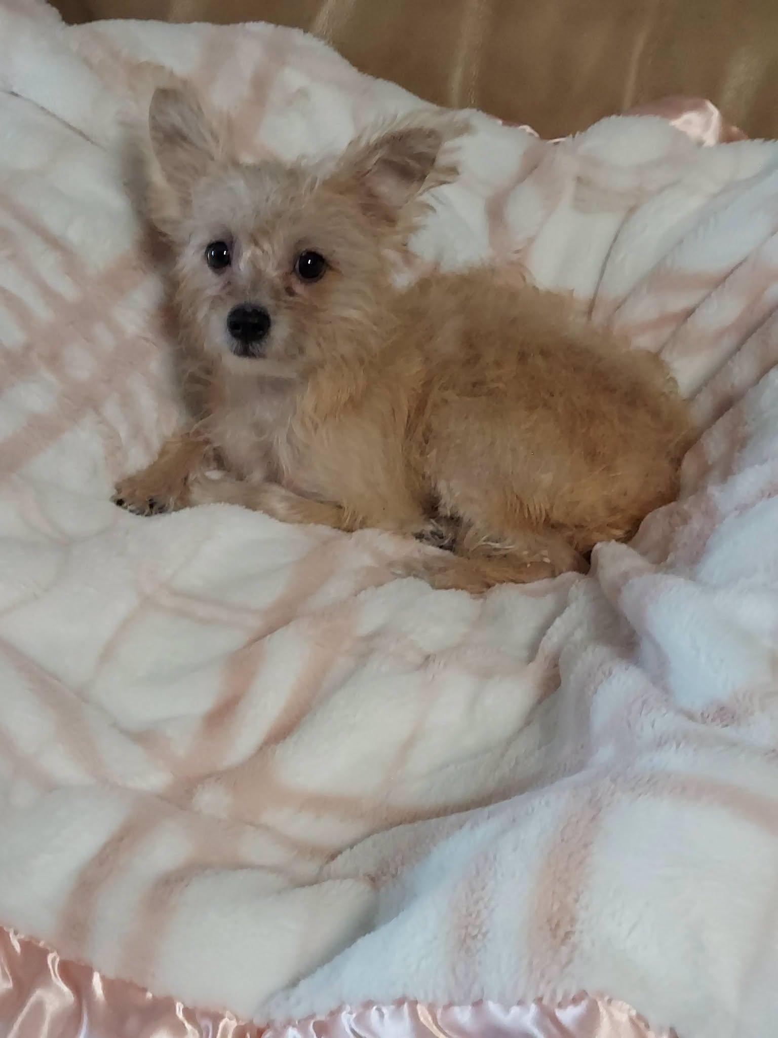Enlarge Tulip Marie, a ADOPTABLE mixed breed in Oakland, CA image 4/6