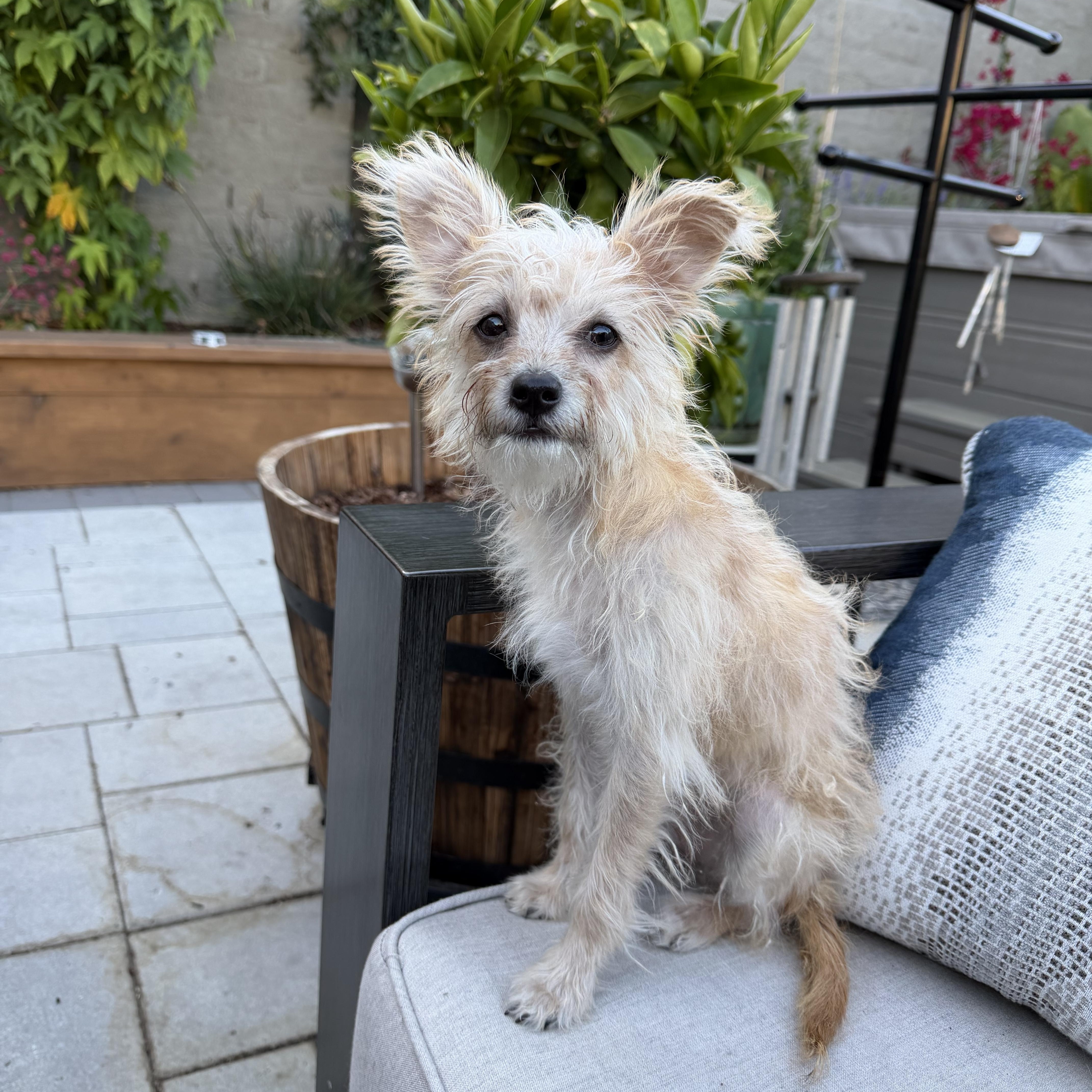 Tulip Marie, ADOPTABLE, Puppy Female Terrier & Poodle.