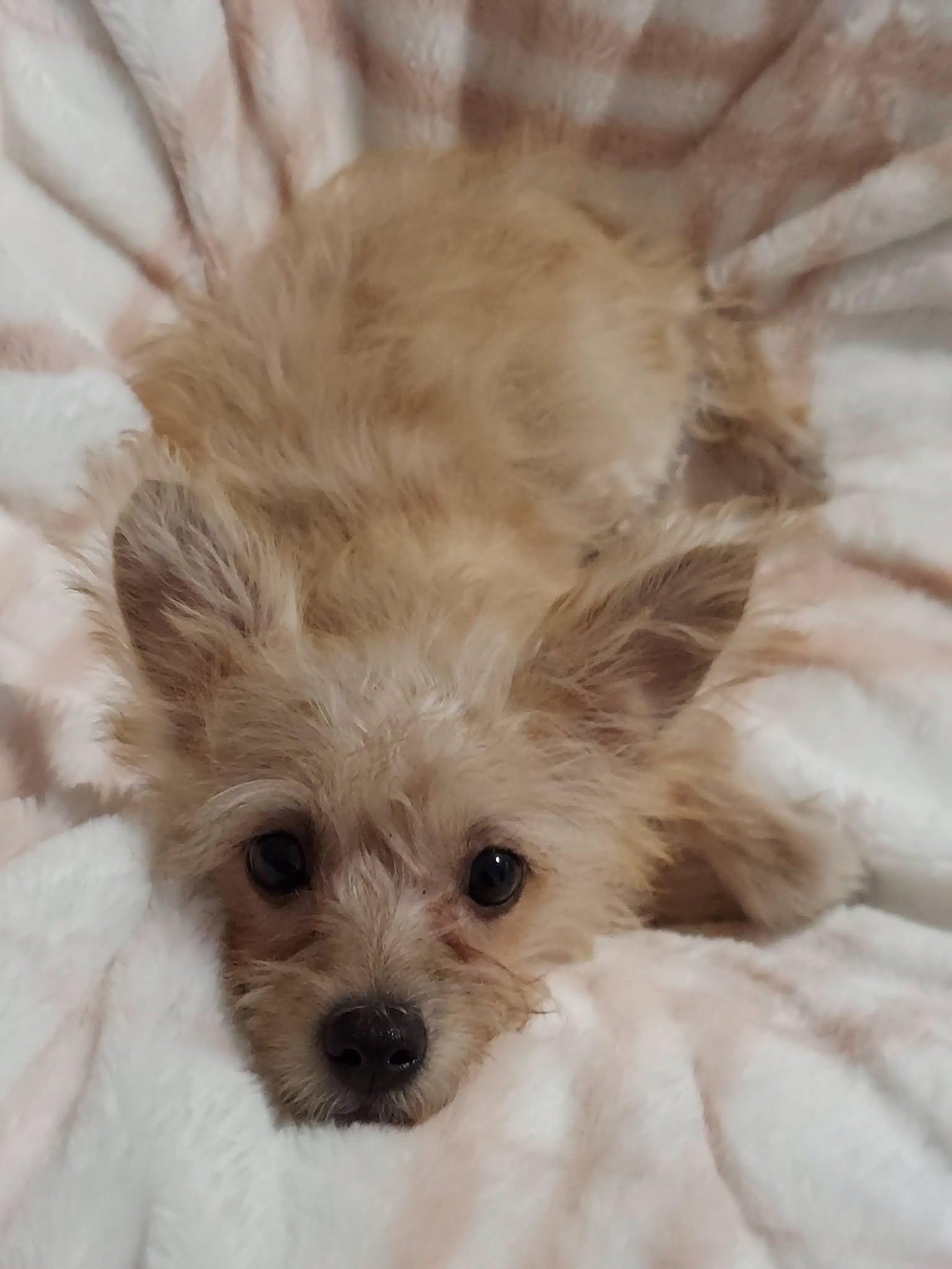 Enlarge Tulip Marie, a ADOPTABLE mixed breed in Oakland, CA image 1/6