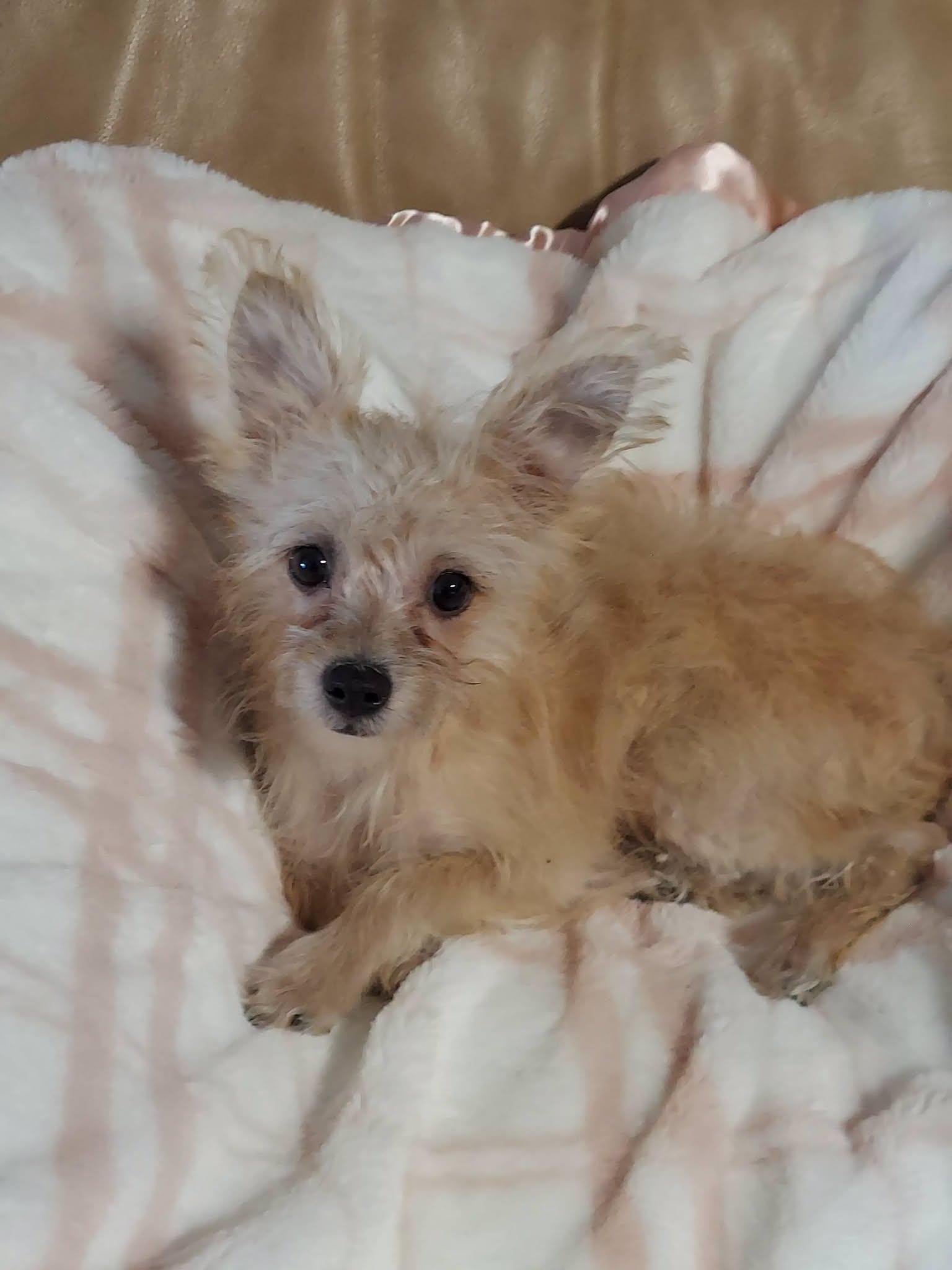 Enlarge Tulip Marie, a ADOPTABLE mixed breed in Oakland, CA image 6/6