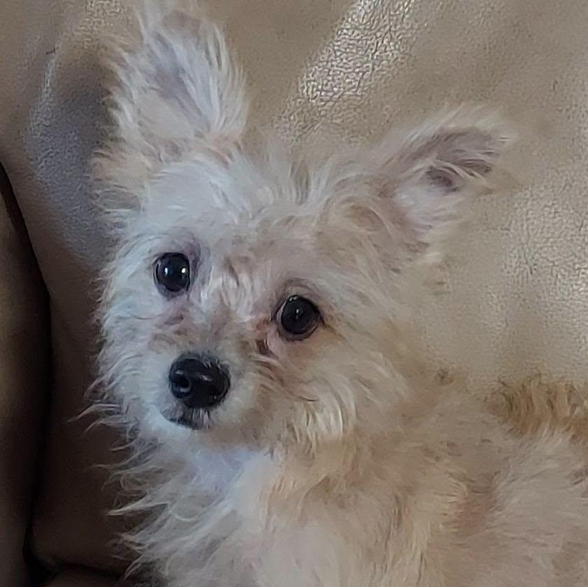 Enlarge Tulip Marie, a ADOPTABLE mixed breed in Oakland, CA image 5/6