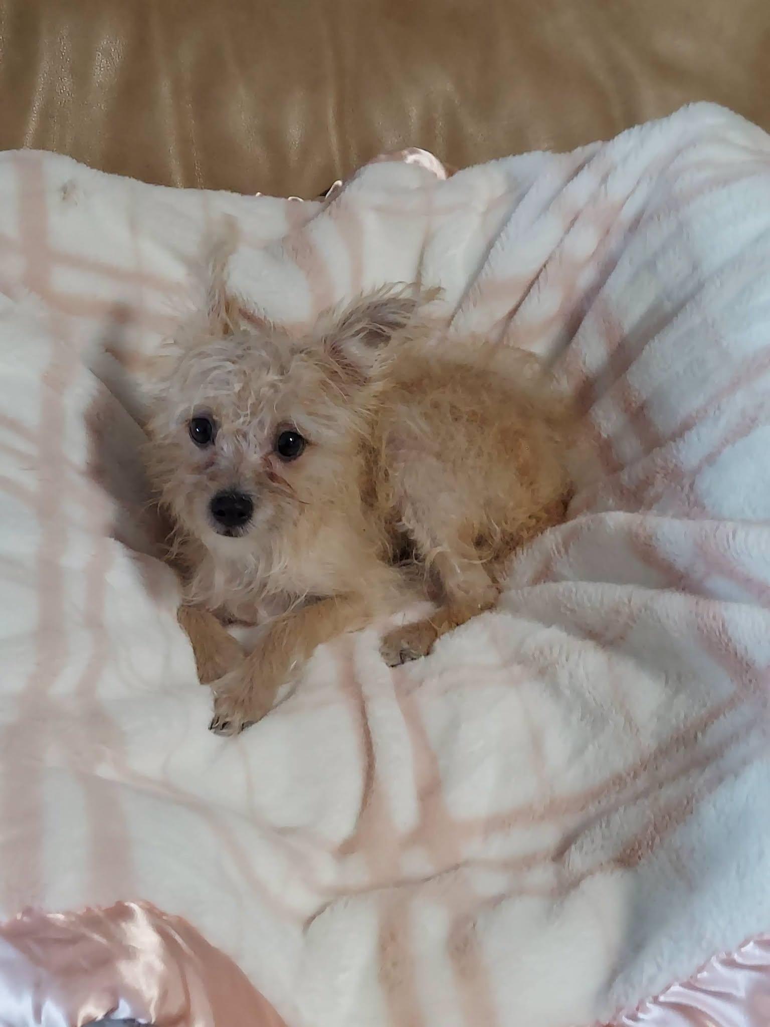 Enlarge Tulip Marie, a ADOPTABLE mixed breed in Oakland, CA image 3/6