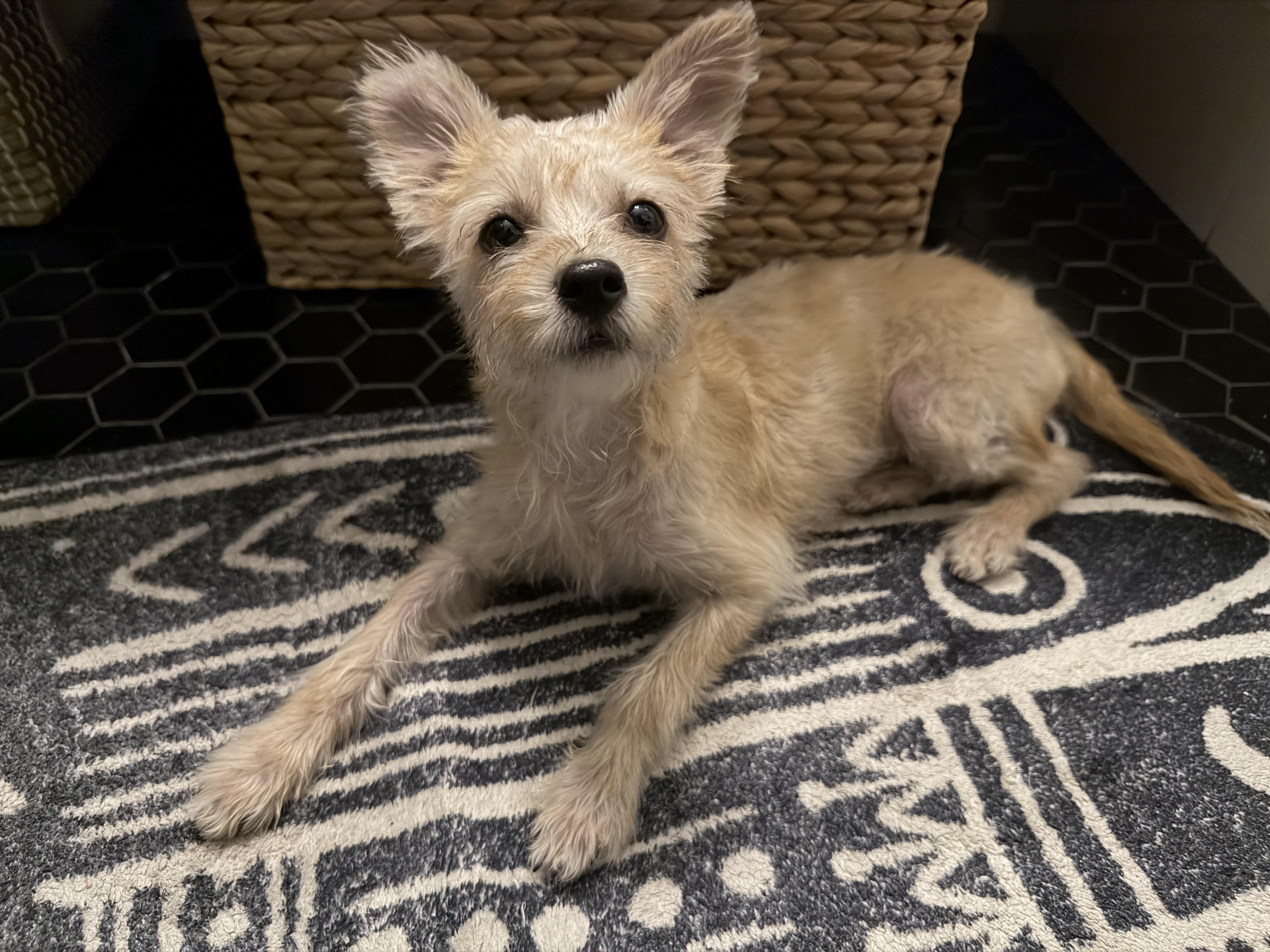 Tulip Marie, an adopted mixed breed in Oakland, CA image 2/6