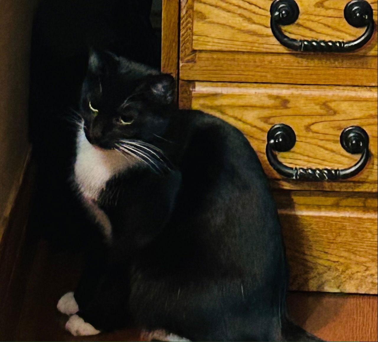 Enlarge Shilling - Liz's Foster, a Adoptable Domestic Short Hair in Social Circle, GA image 1/3