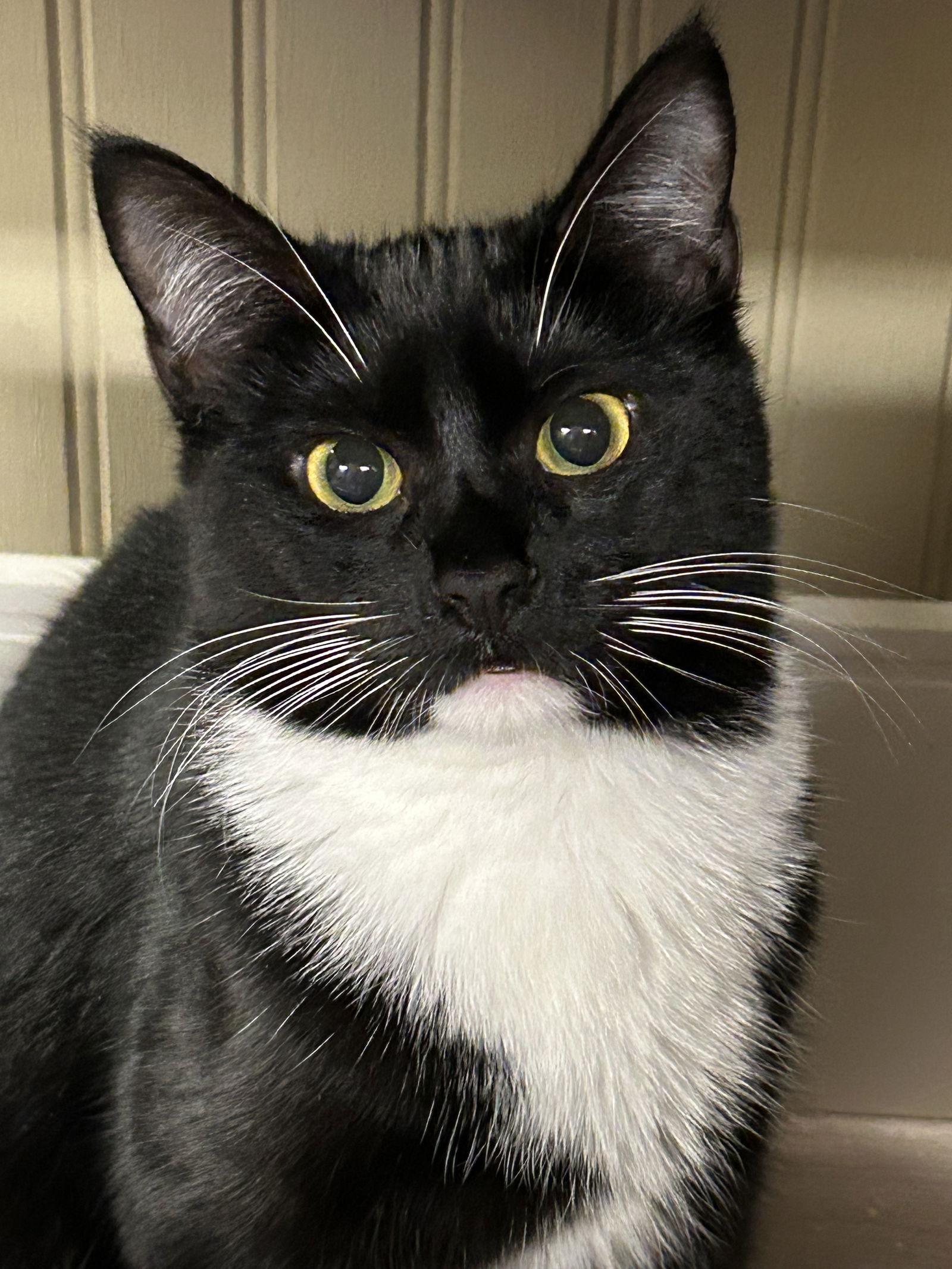 Enlarge Shilling - Liz's Foster, a Adoptable Domestic Short Hair in Social Circle, GA image 1/3