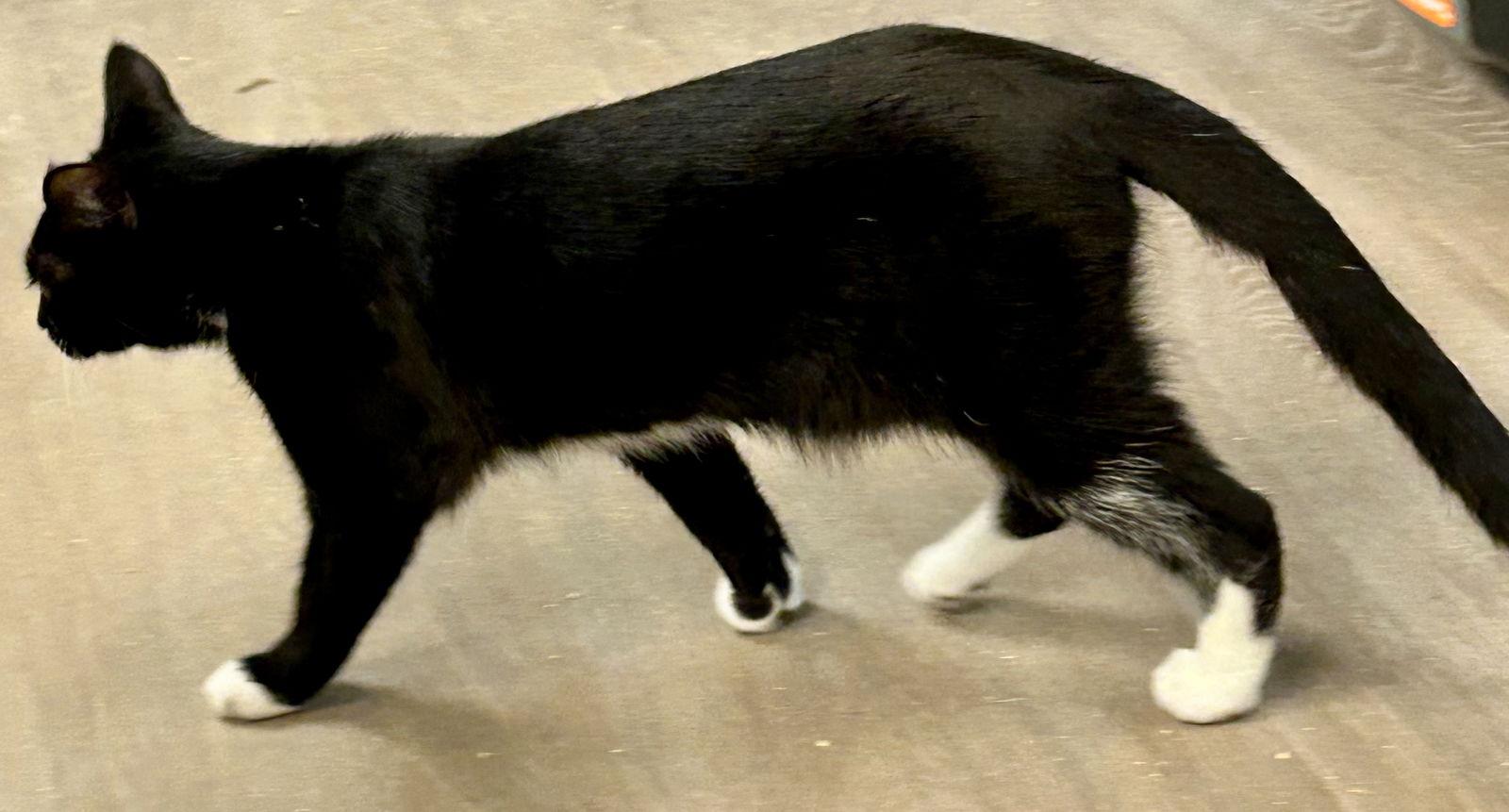 Enlarge Shilling - Liz's Foster, a Adoptable Domestic Short Hair in Social Circle, GA image 2/3