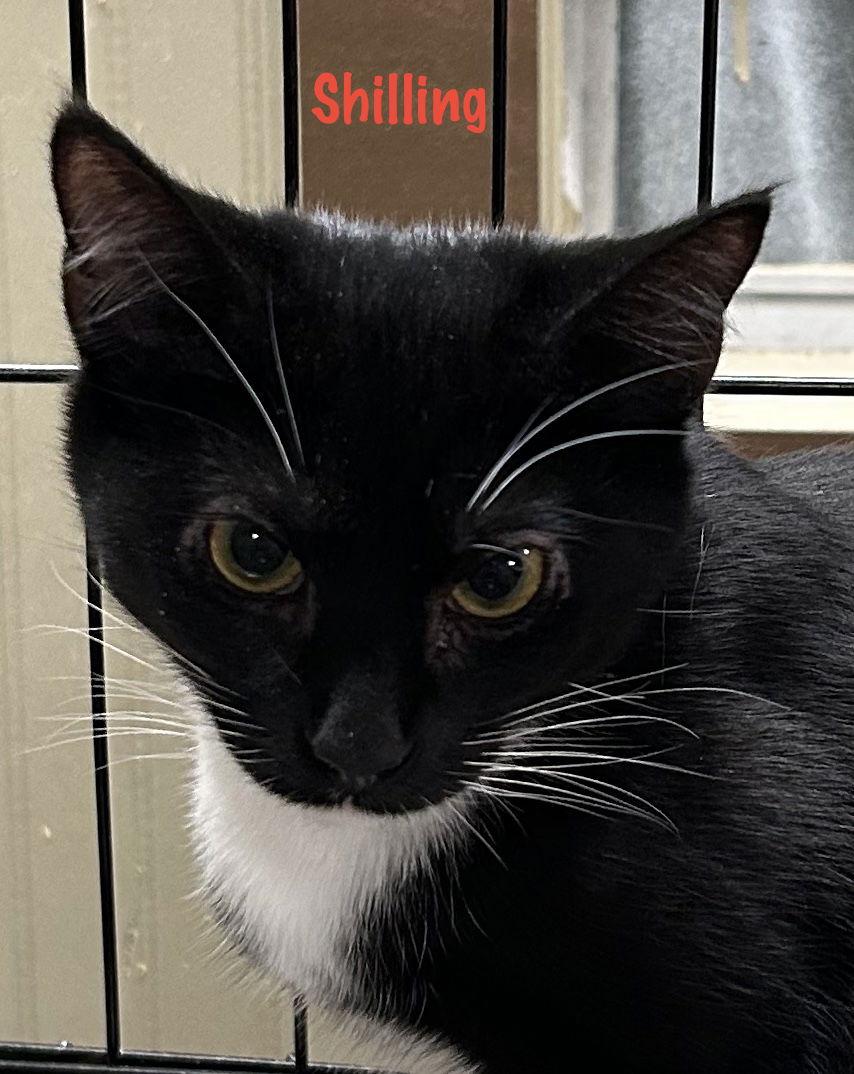 Enlarge Shilling - Liz's Foster, a Adoptable Domestic Short Hair in Social Circle, GA image 3/3