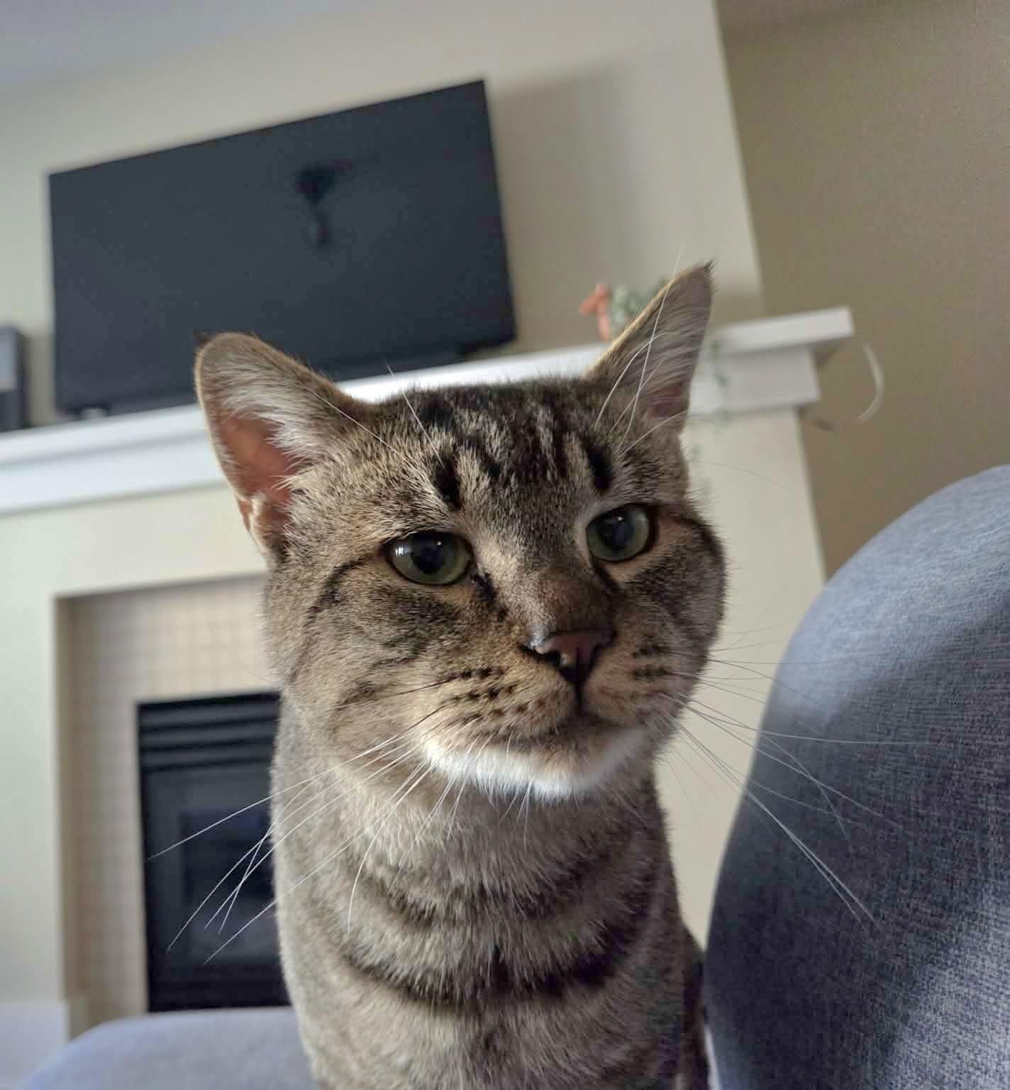 Enlarge Big Bob, a Adoptable Domestic Short Hair in Vancouver, BC image 1/5