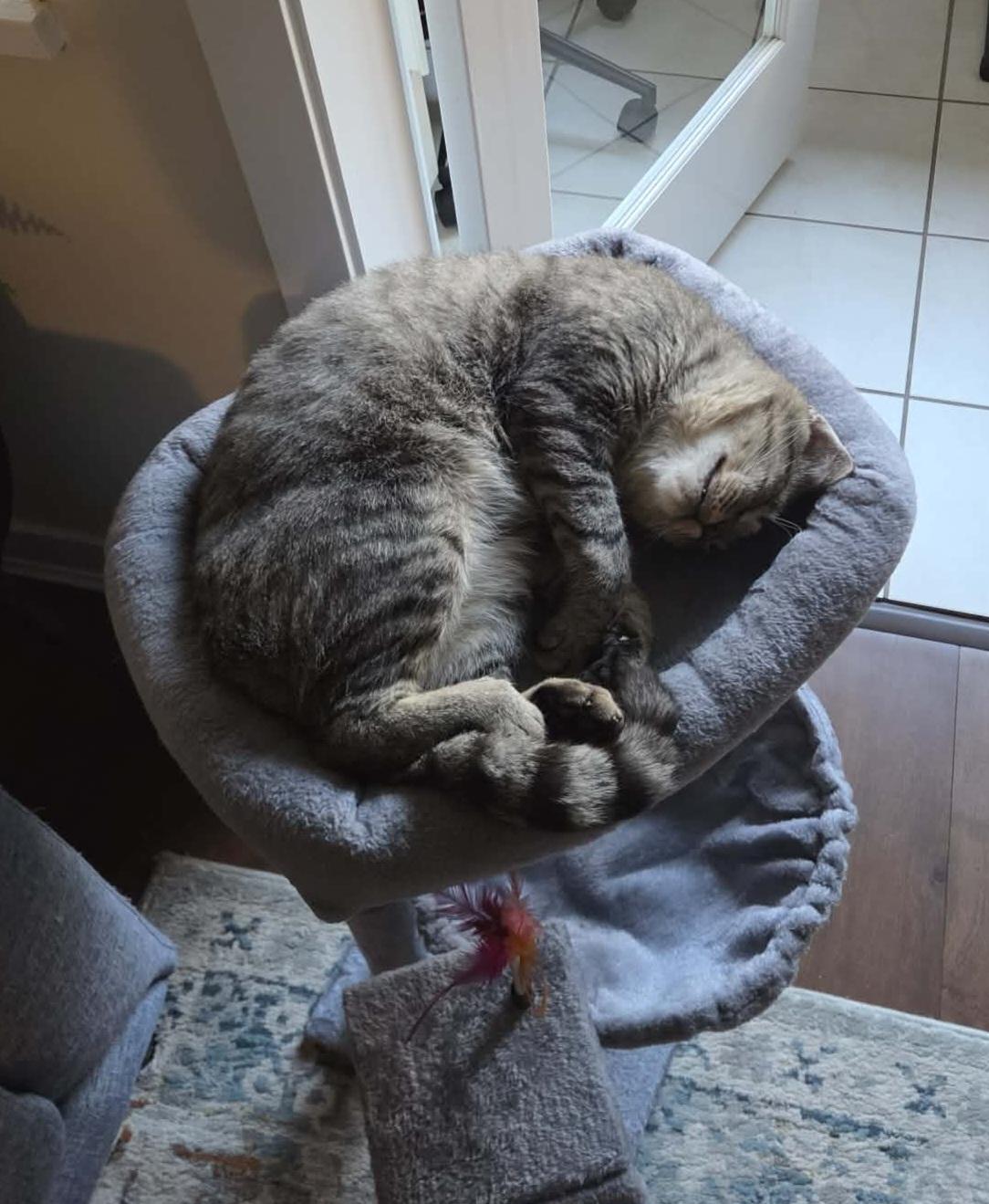Enlarge Big Bob, a Adoptable Domestic Short Hair in Vancouver, BC image 5/5