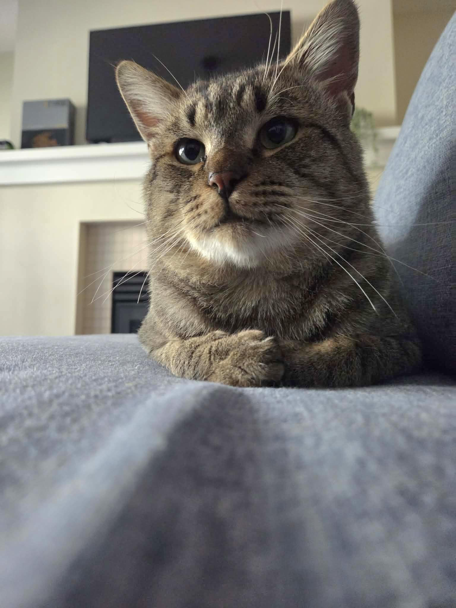 Enlarge Big Bob, a Adoptable Domestic Short Hair in Vancouver, BC image 2/5