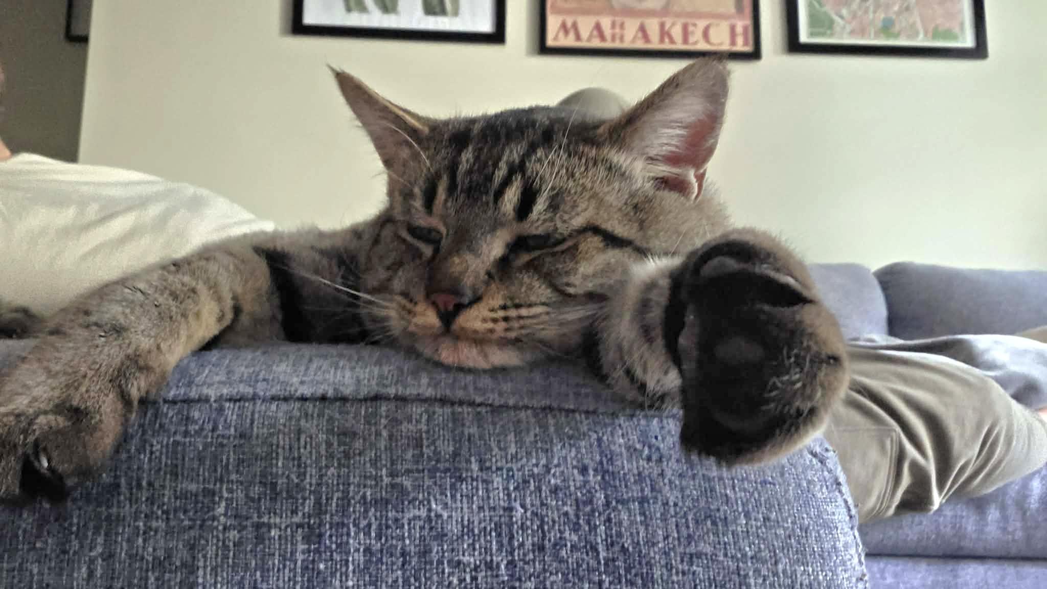 Enlarge Big Bob, a Adoptable Domestic Short Hair in Vancouver, BC image 3/5