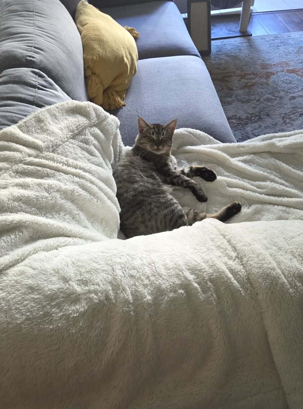 Enlarge Big Bob, a Adoptable Domestic Short Hair in Vancouver, BC image 4/5