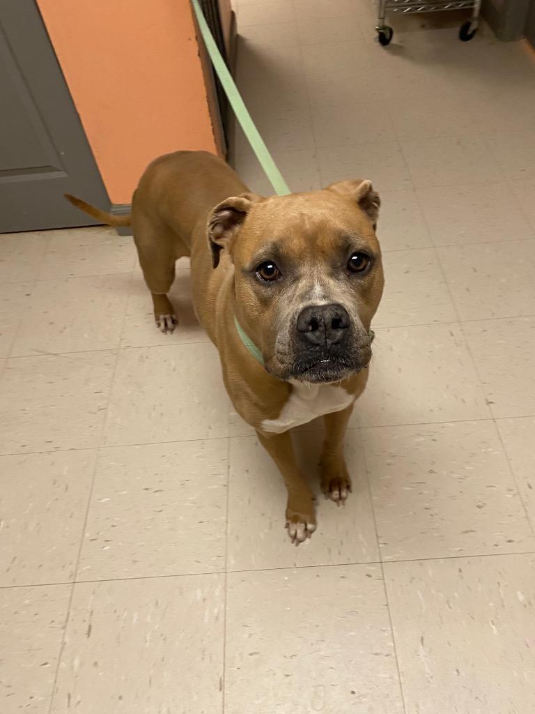 Meredith, Adoptable, Adult Female Pit Bull Terrier.