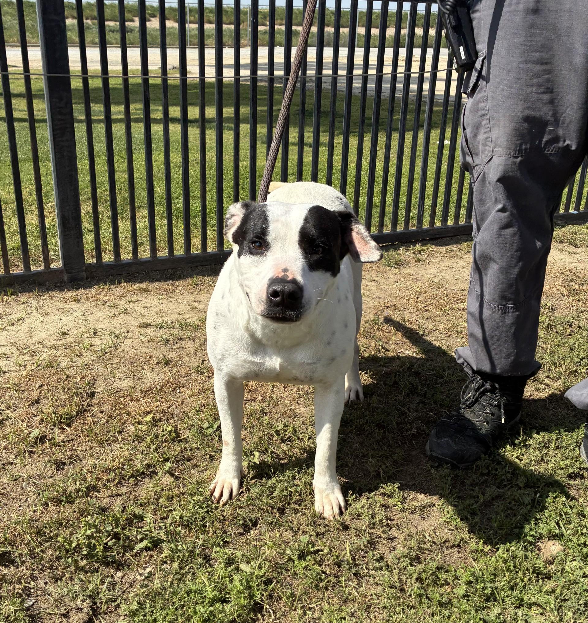 Enlarge Gypsy , an adopted American Staffordshire Terrier in Delano, CA image 2/2