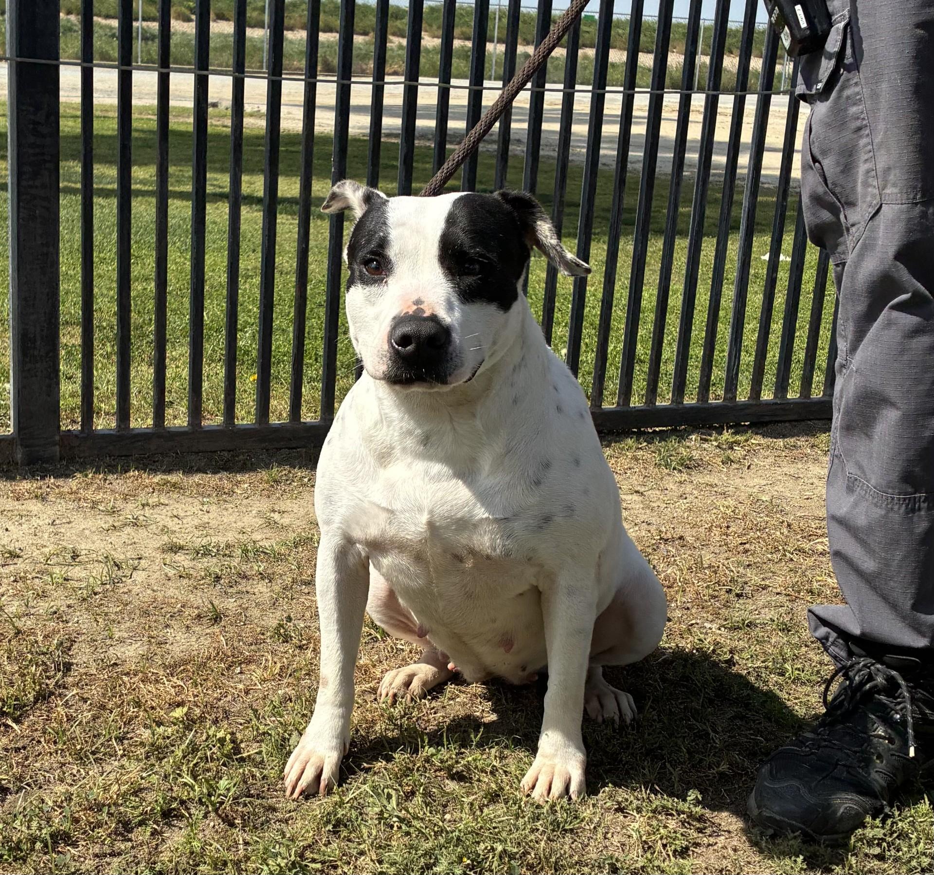 Enlarge Gypsy , an adopted American Staffordshire Terrier in Delano, CA image 1/2