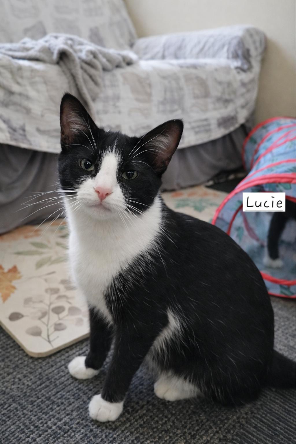 Enlarge Lucie, an adopted Tuxedo in Eden Prairie, MN image 2/3