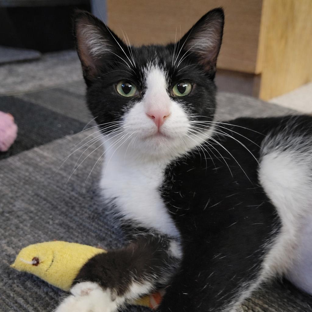 Enlarge Lucie, an adopted Tuxedo in Eden Prairie, MN image 1/3