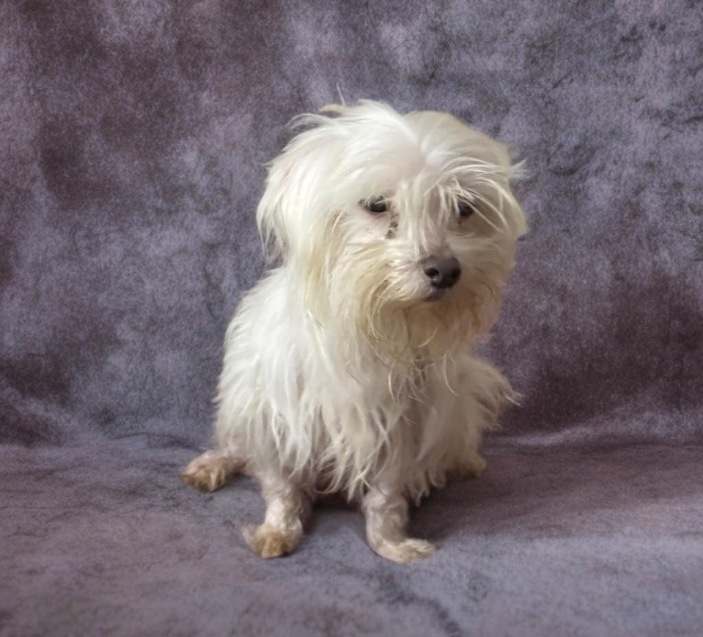Maddie, a ADOPTABLE Maltese in San Antonio, TX image 2/3