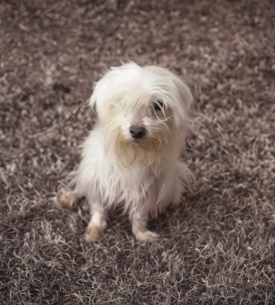 Maddie, a ADOPTABLE Maltese in San Antonio, TX image 3/3