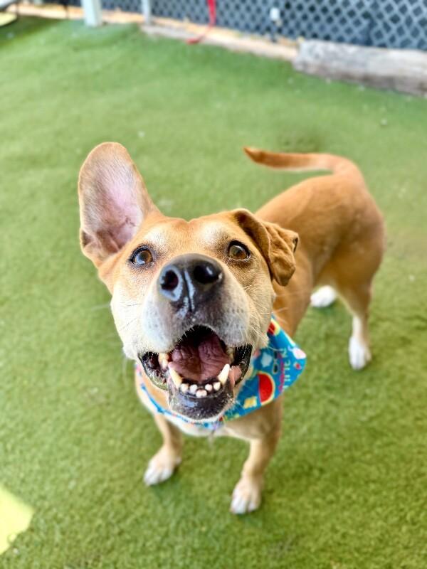 Nugget, Adoptable, Adult Female Pit Bull Terrier & Mixed Breed.