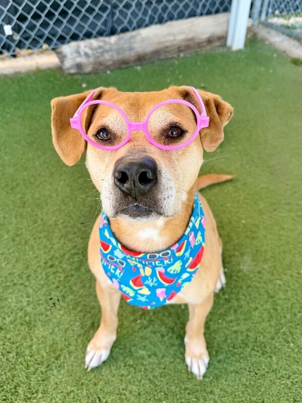 Nugget, a Adoptable mixed breed in Fruit Heights, UT image 2/6
