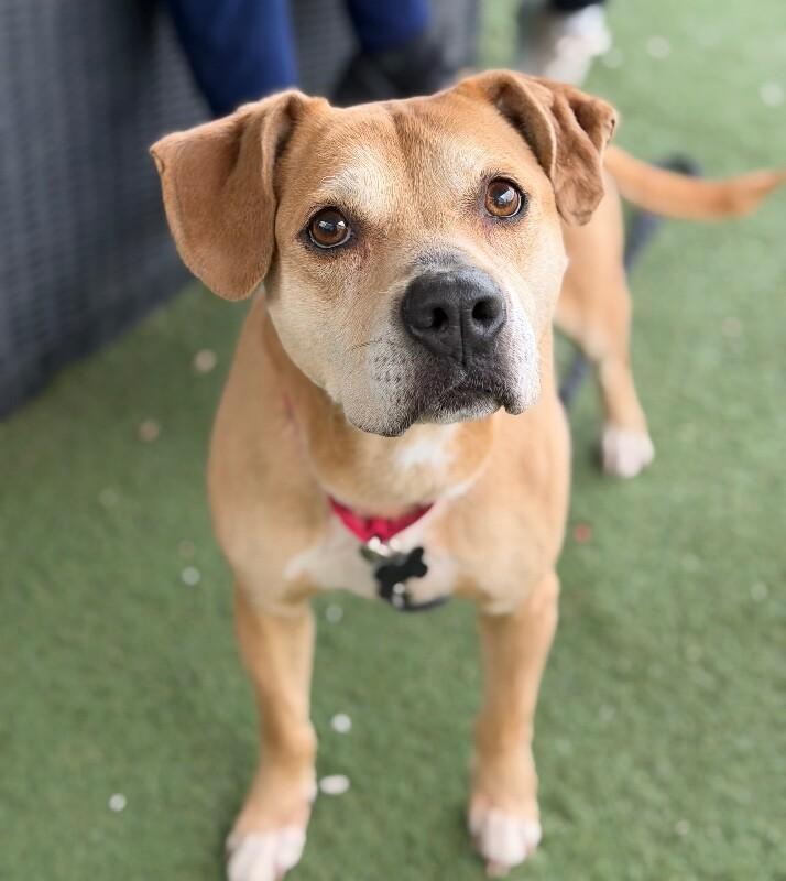Nugget, a Adoptable mixed breed in Fruit Heights, UT image 3/6