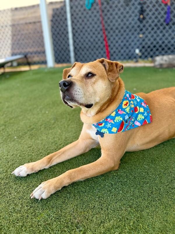 Nugget, a Adoptable mixed breed in Fruit Heights, UT image 4/6