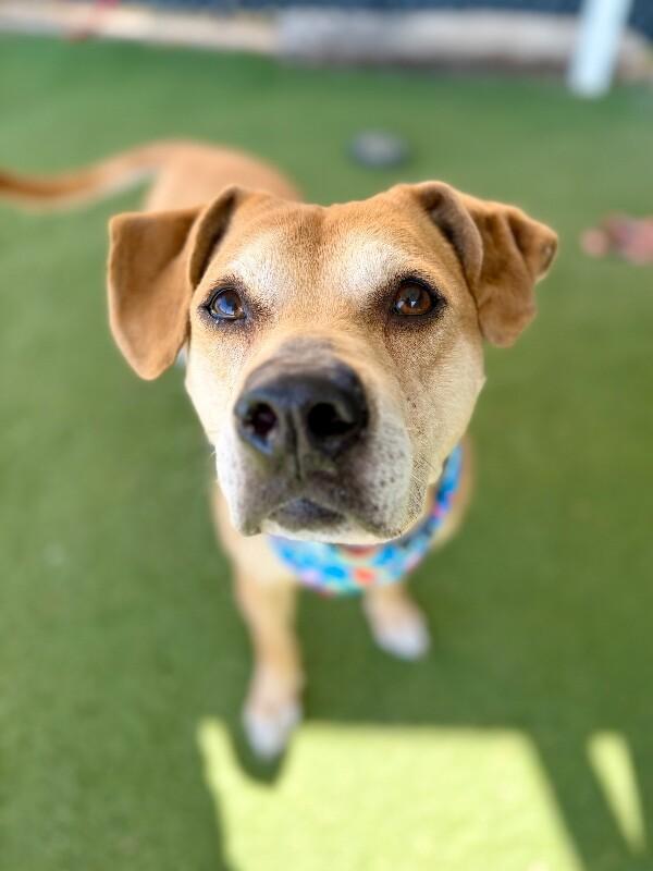 Nugget, a Adoptable mixed breed in Fruit Heights, UT image 5/6