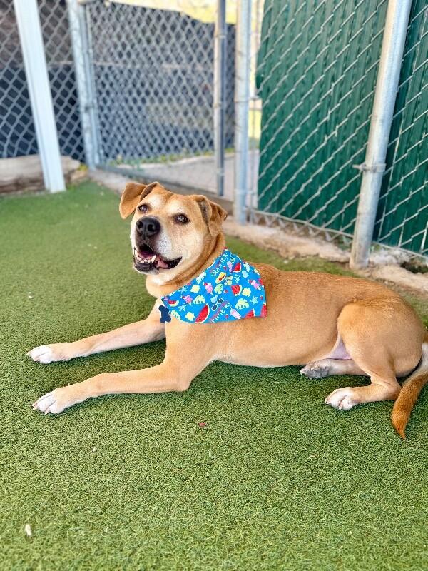 Nugget, a Adoptable mixed breed in Fruit Heights, UT image 6/6