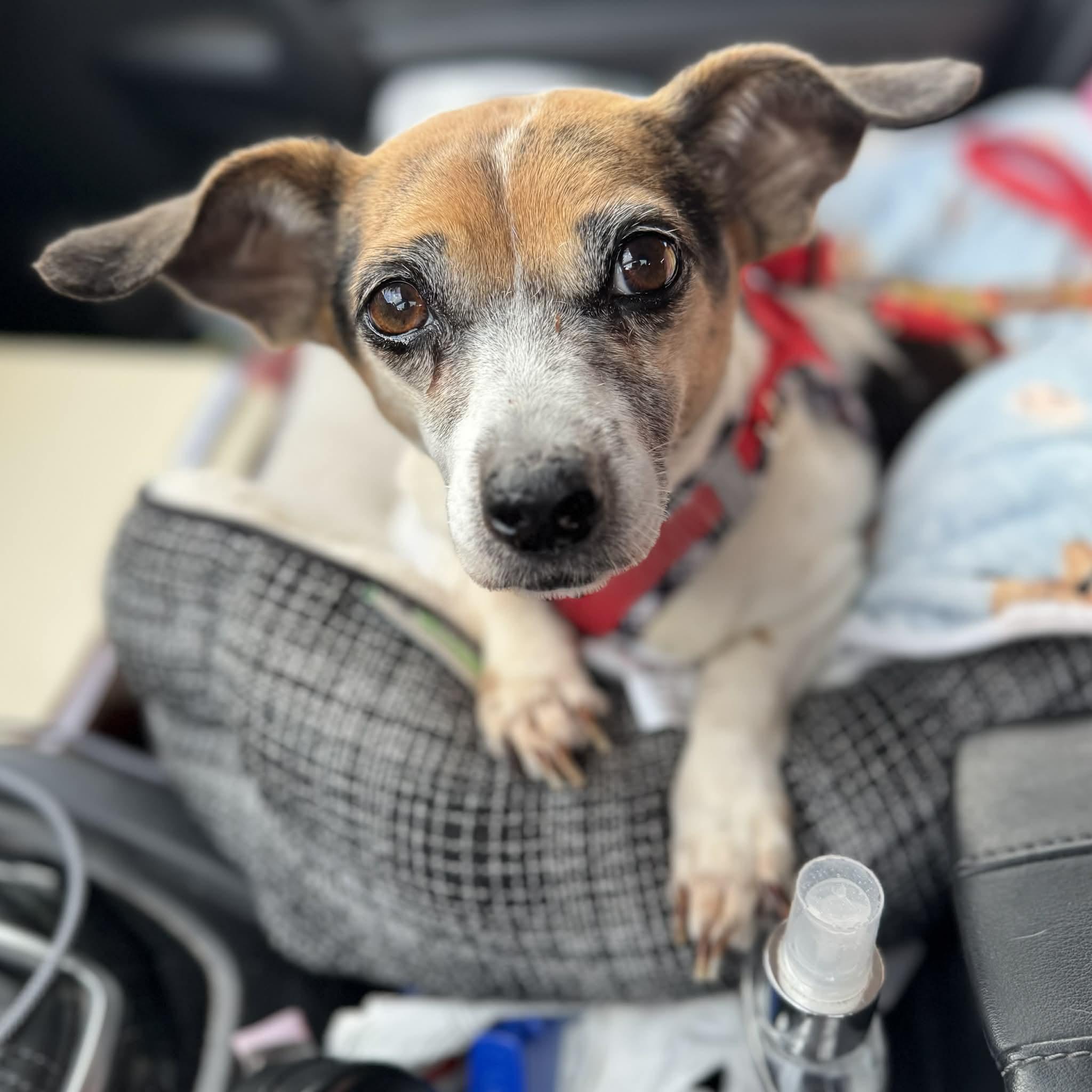 Olivia *Sponsors needed!* , ADOPTABLE, Adult Female Rat Terrier.