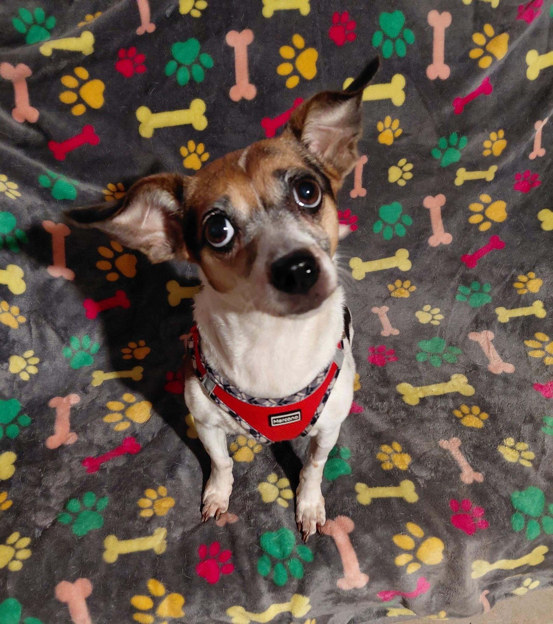 Olivia, ADOPTABLE, Adult Female Rat Terrier.