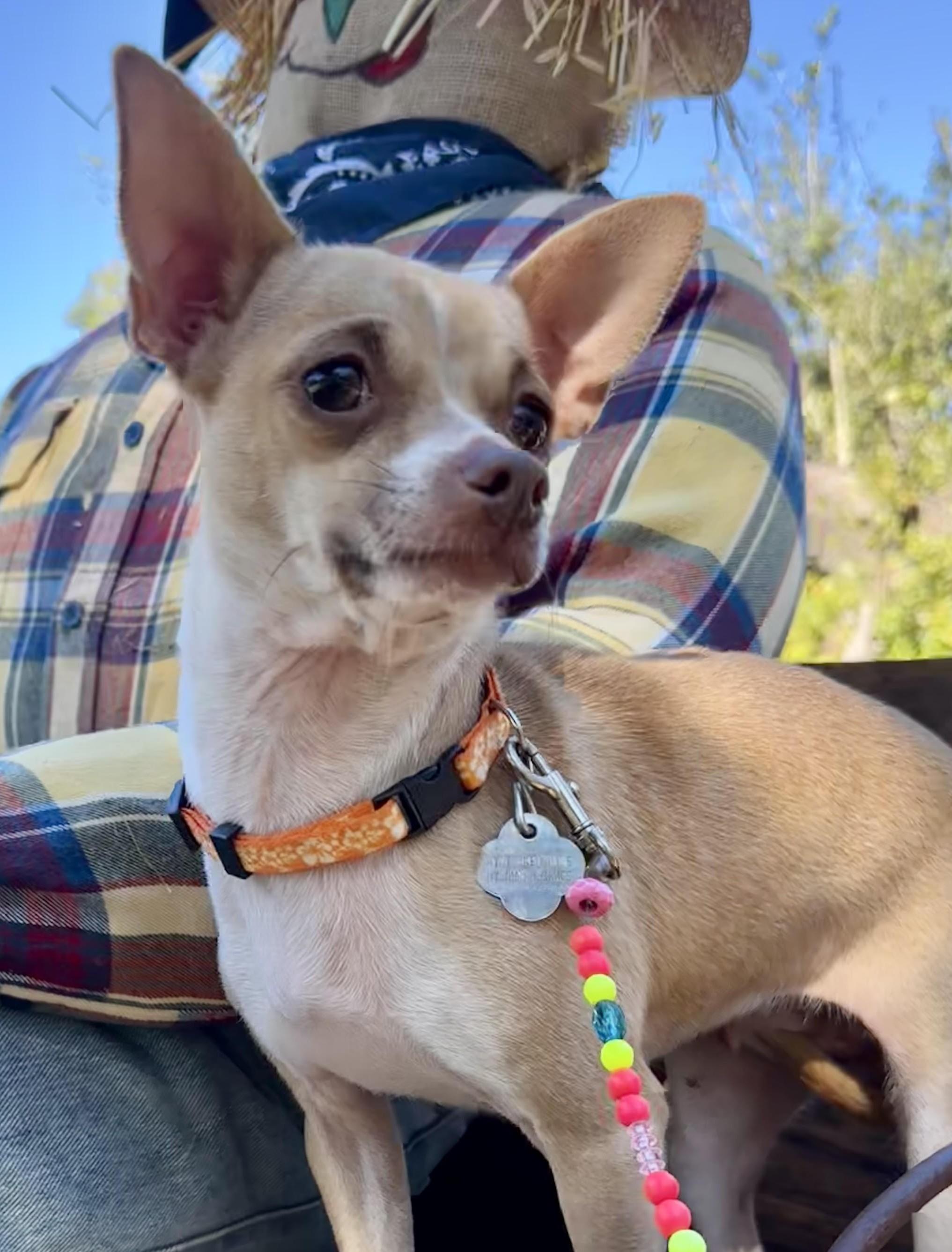 Cricket, an adopted Chihuahua in Gulfport, FL image 4/4