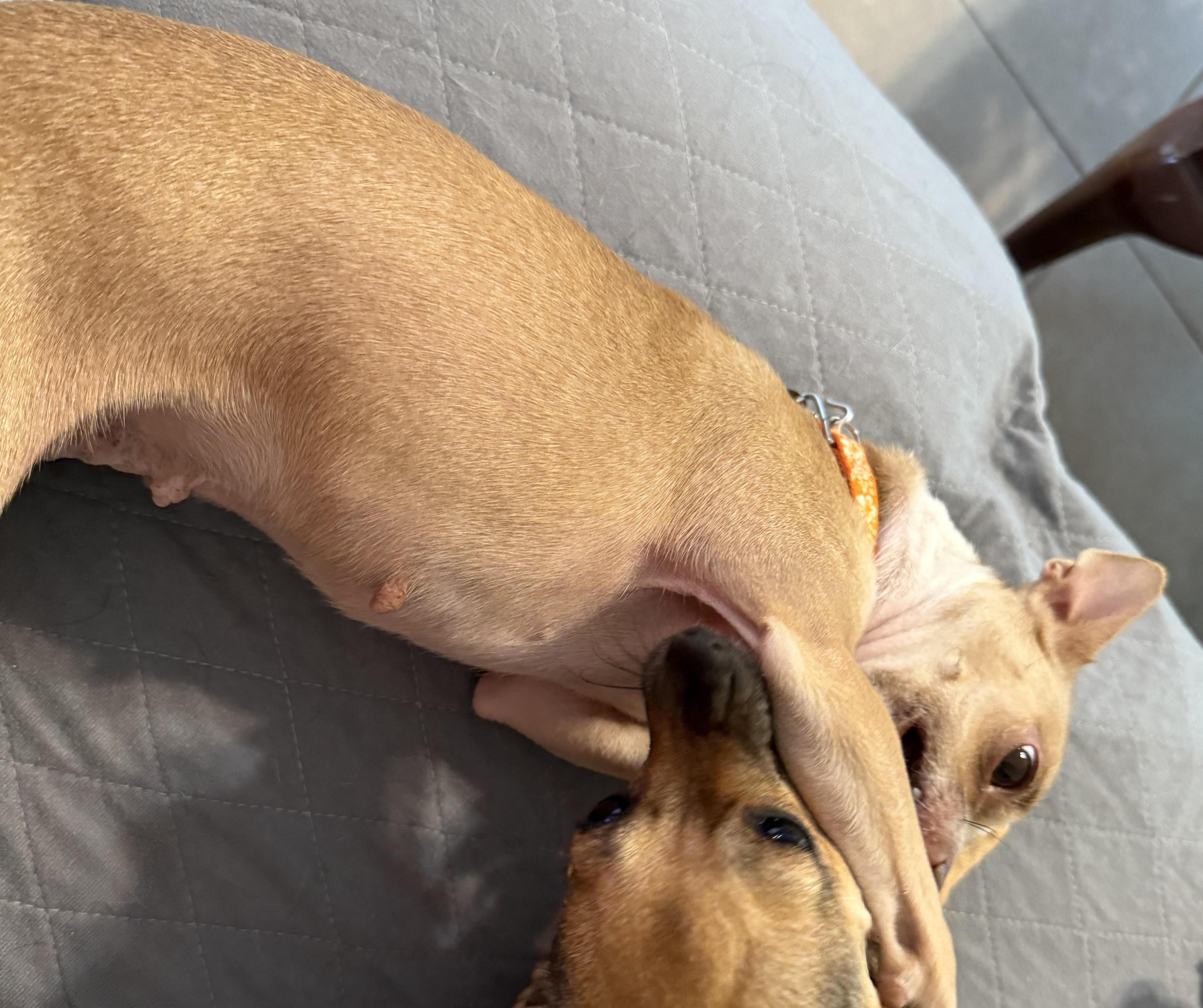 Cricket, an adopted Chihuahua in Gulfport, FL image 2/4