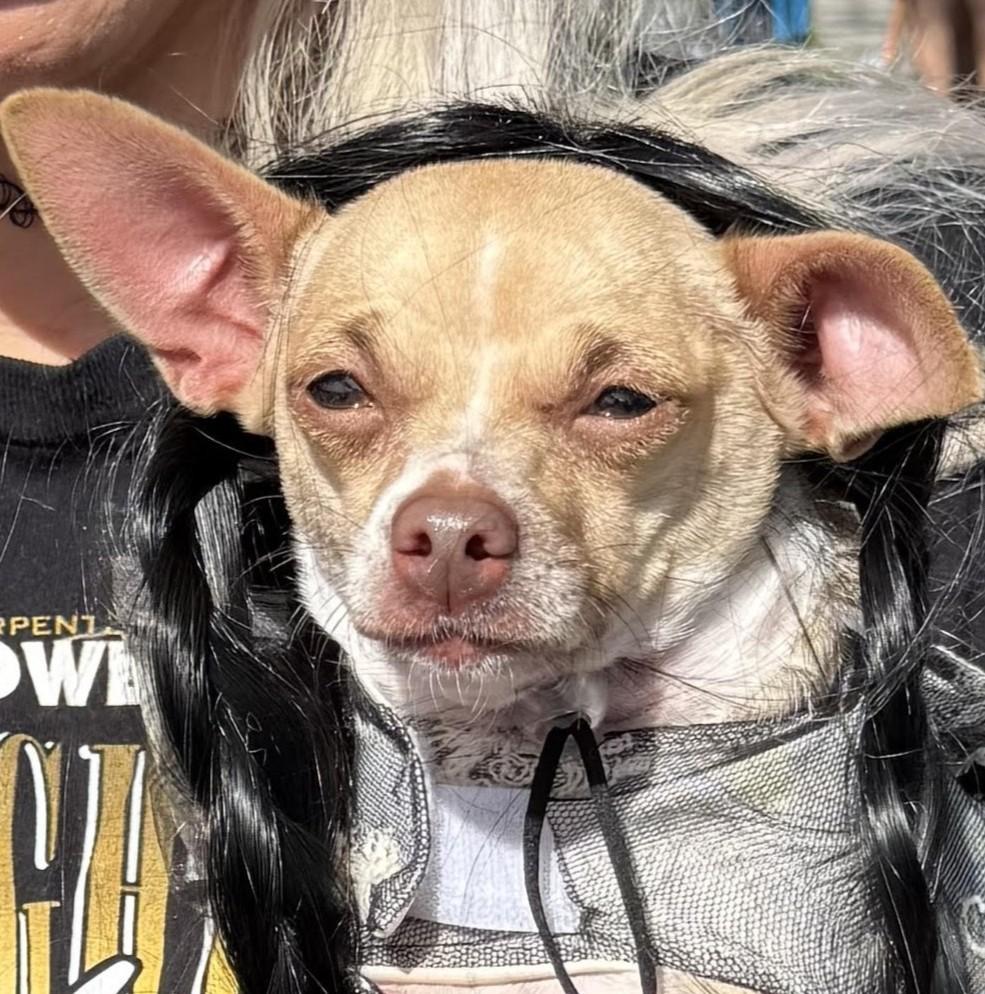 Cricket, an adopted Chihuahua in Gulfport, FL image 3/4