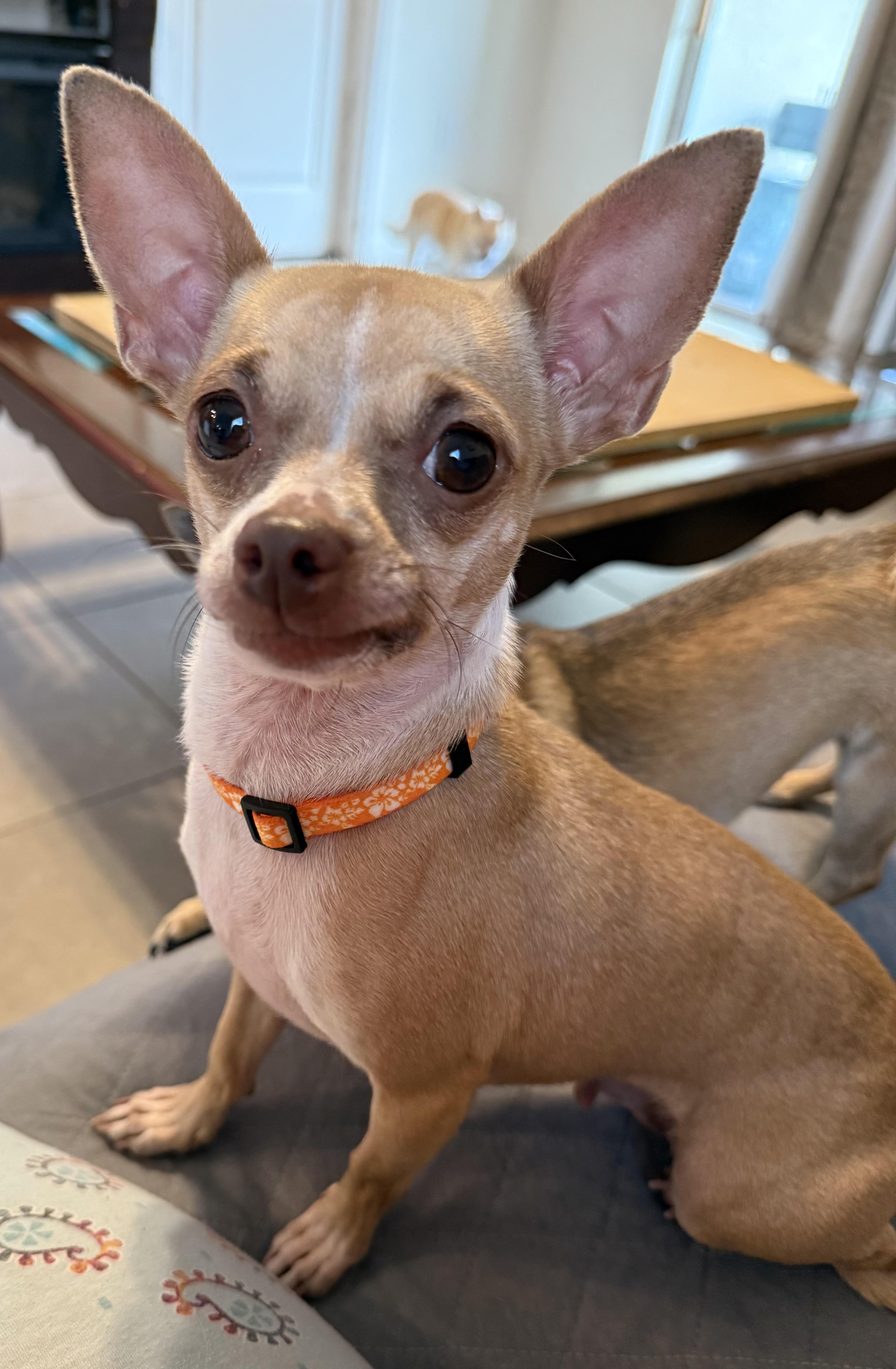 Cricket, an adopted Chihuahua in Gulfport, FL image 1/4