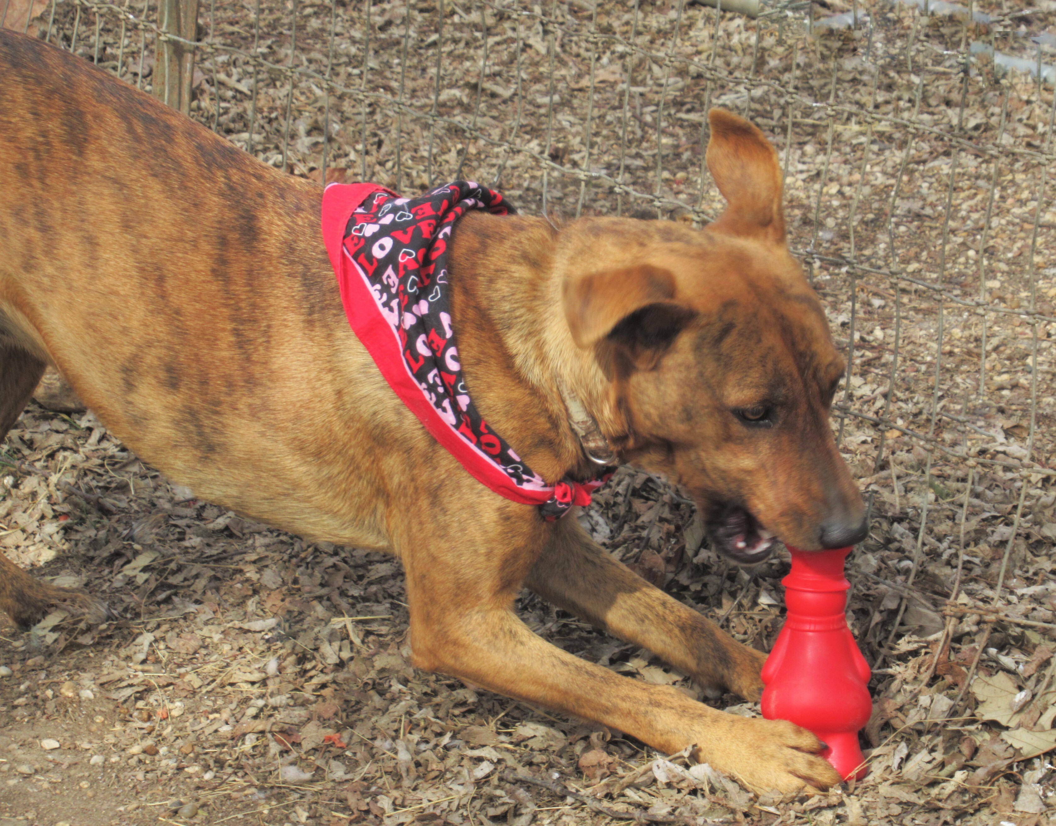 Tigger, a Adoptable mixed breed image 1/12