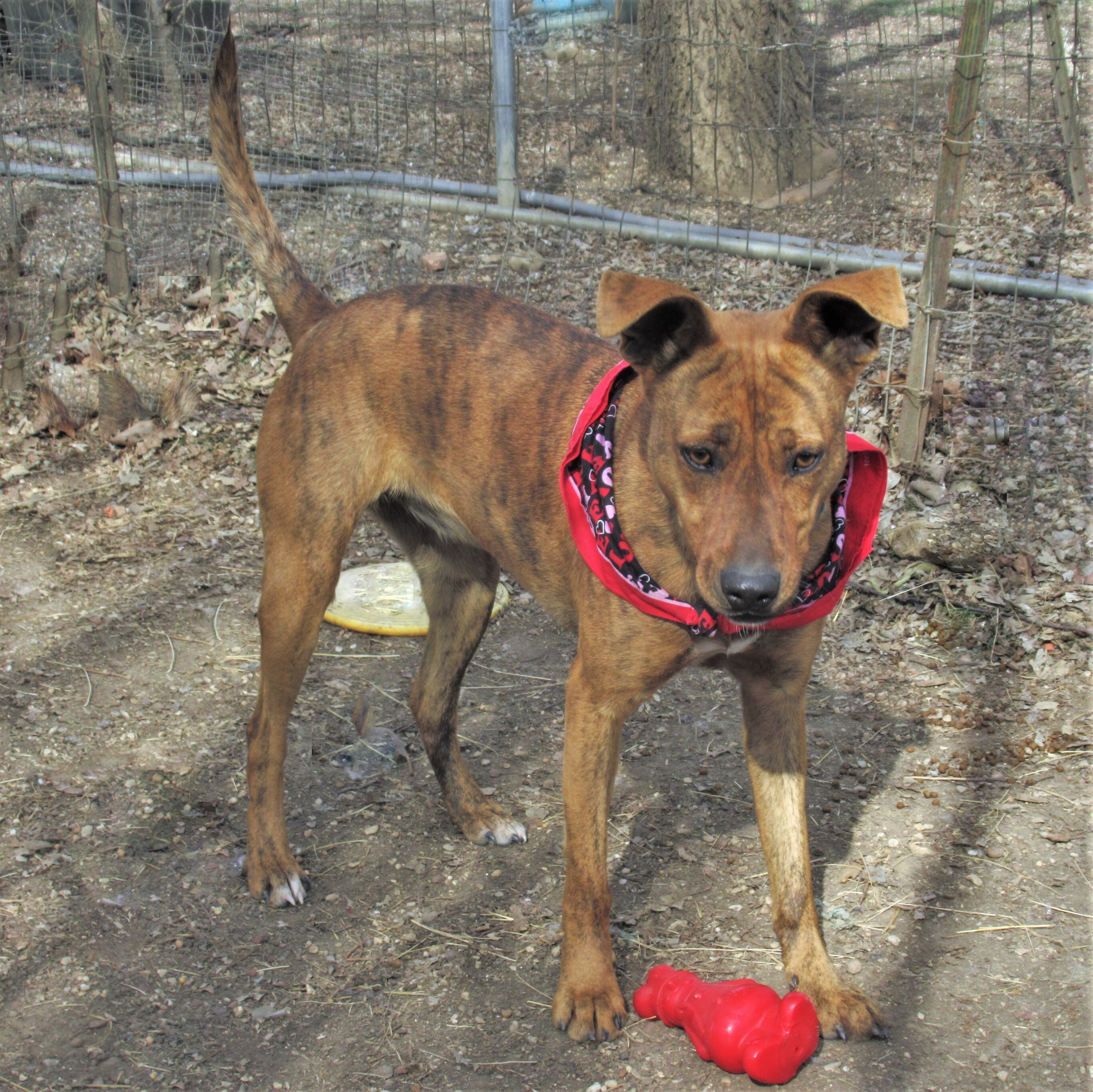 Tigger, a Adoptable mixed breed image 2/12